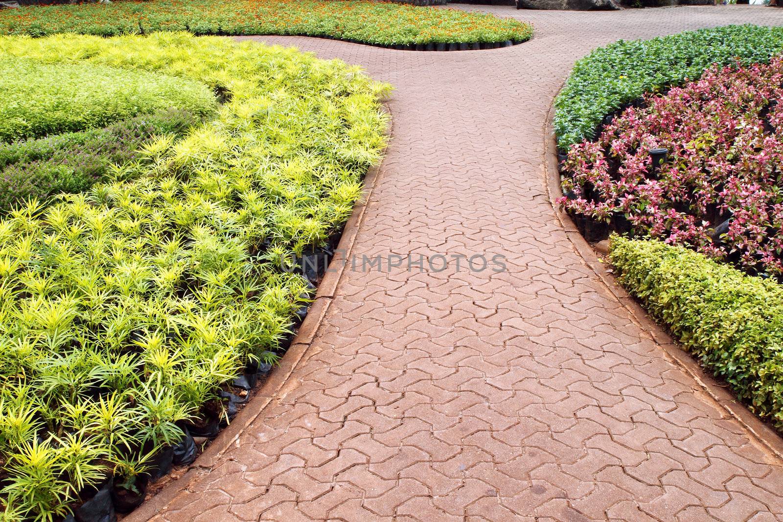 Stone pathway in garden