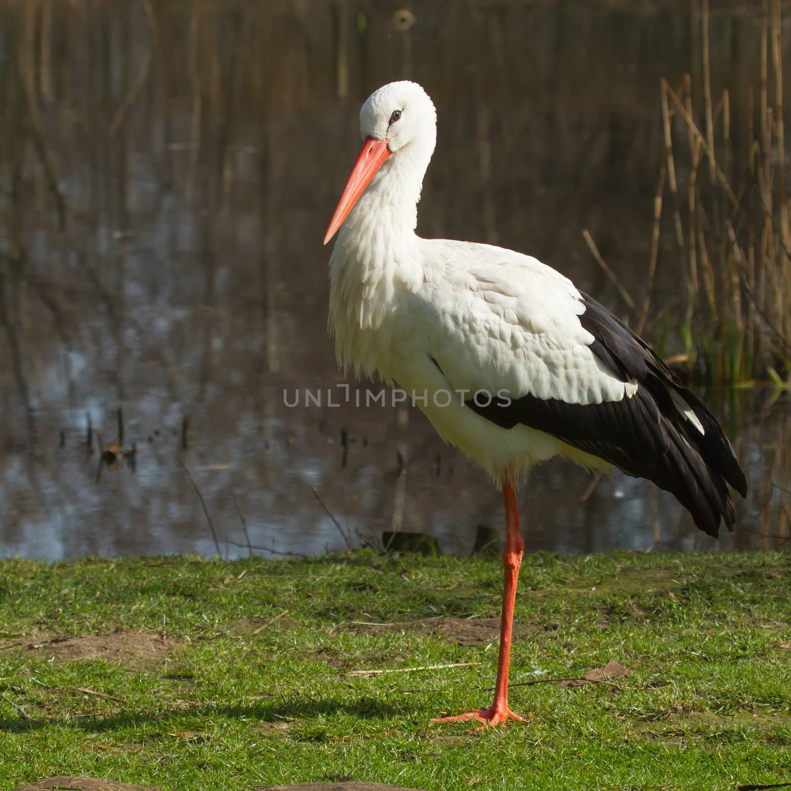 A stork in its natural habitat by michaklootwijk