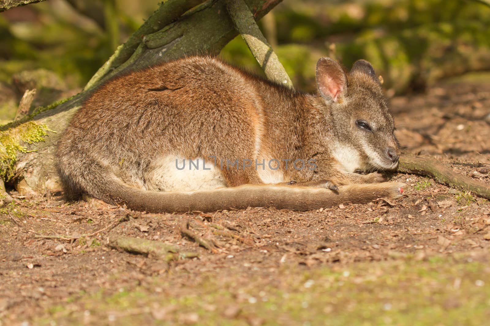 A sleeping parma wallaby in a dutch zoo