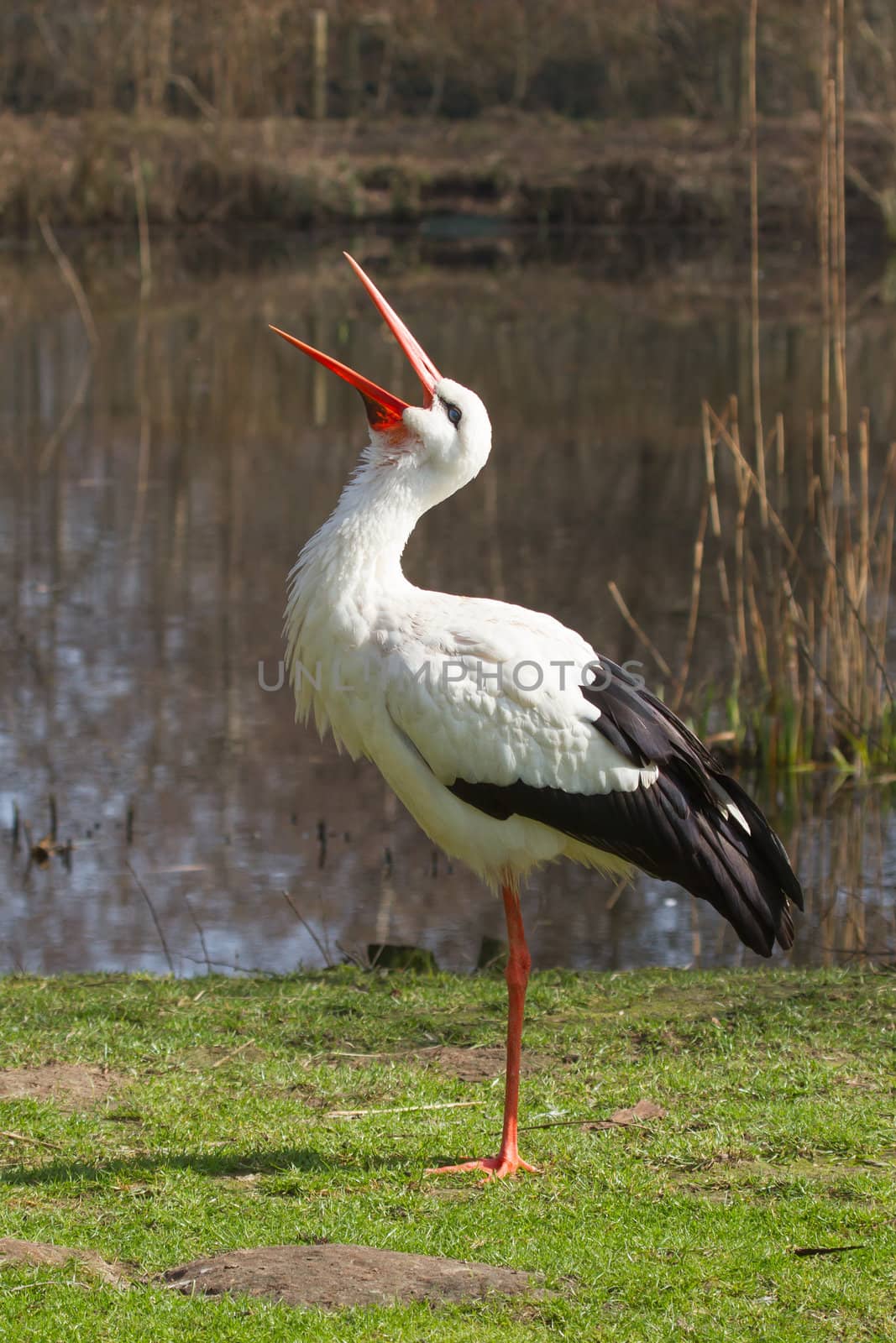 A stork in its natural habitat by michaklootwijk