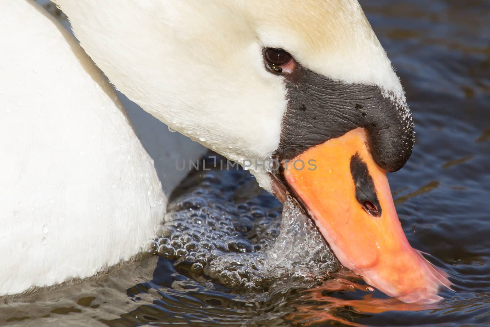Close-up of an eating swan by michaklootwijk
