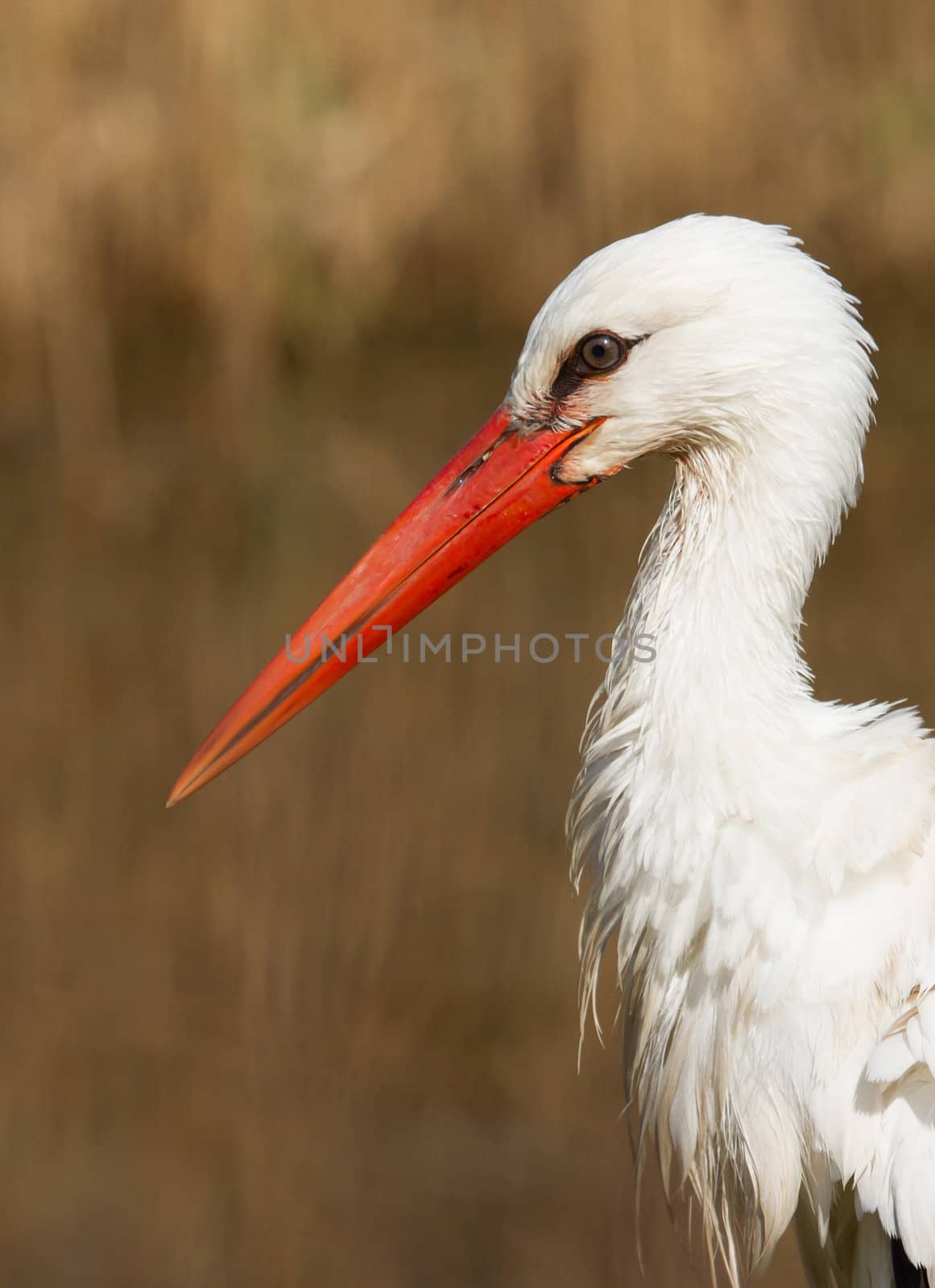 Close-up of a stork by michaklootwijk