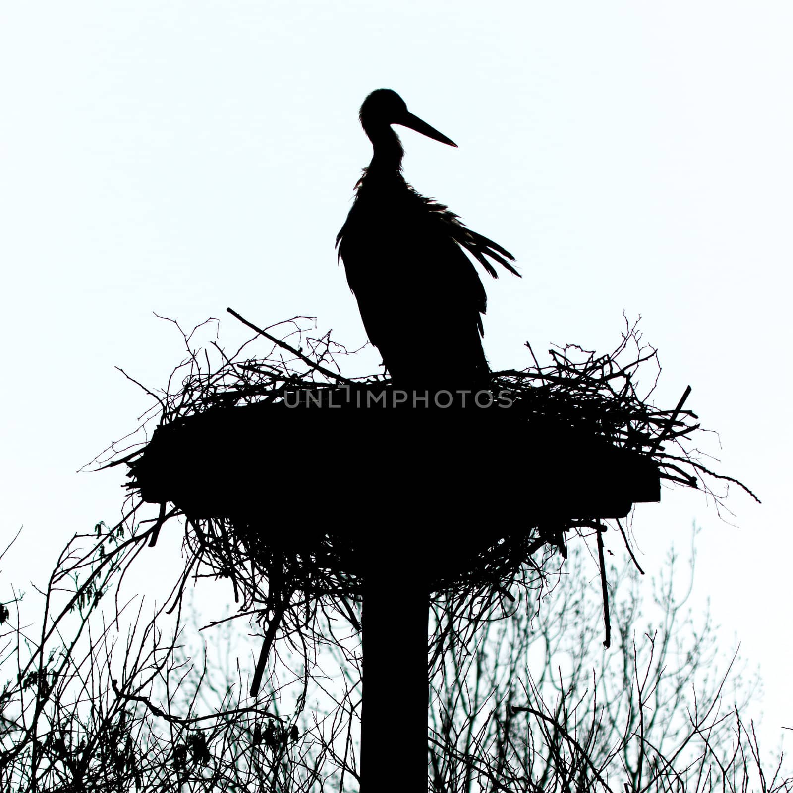 A stork on a nest by michaklootwijk