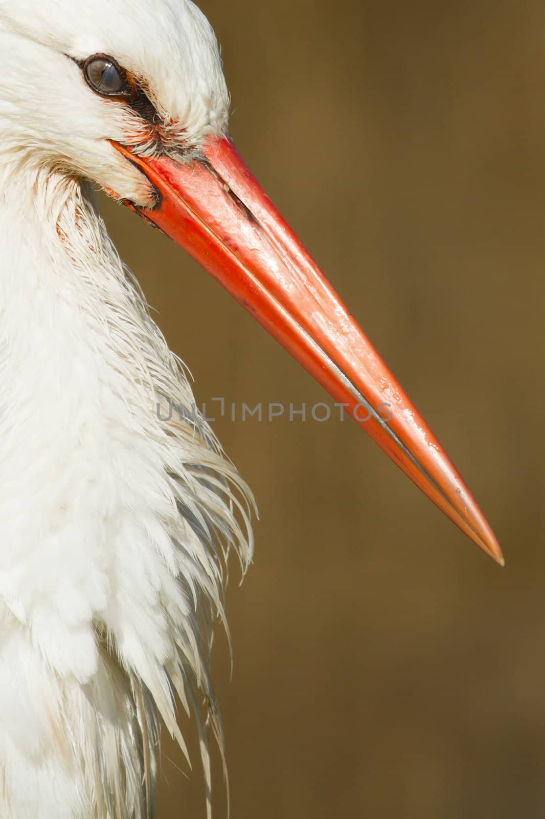 A close-up of a stork in its natural habitat