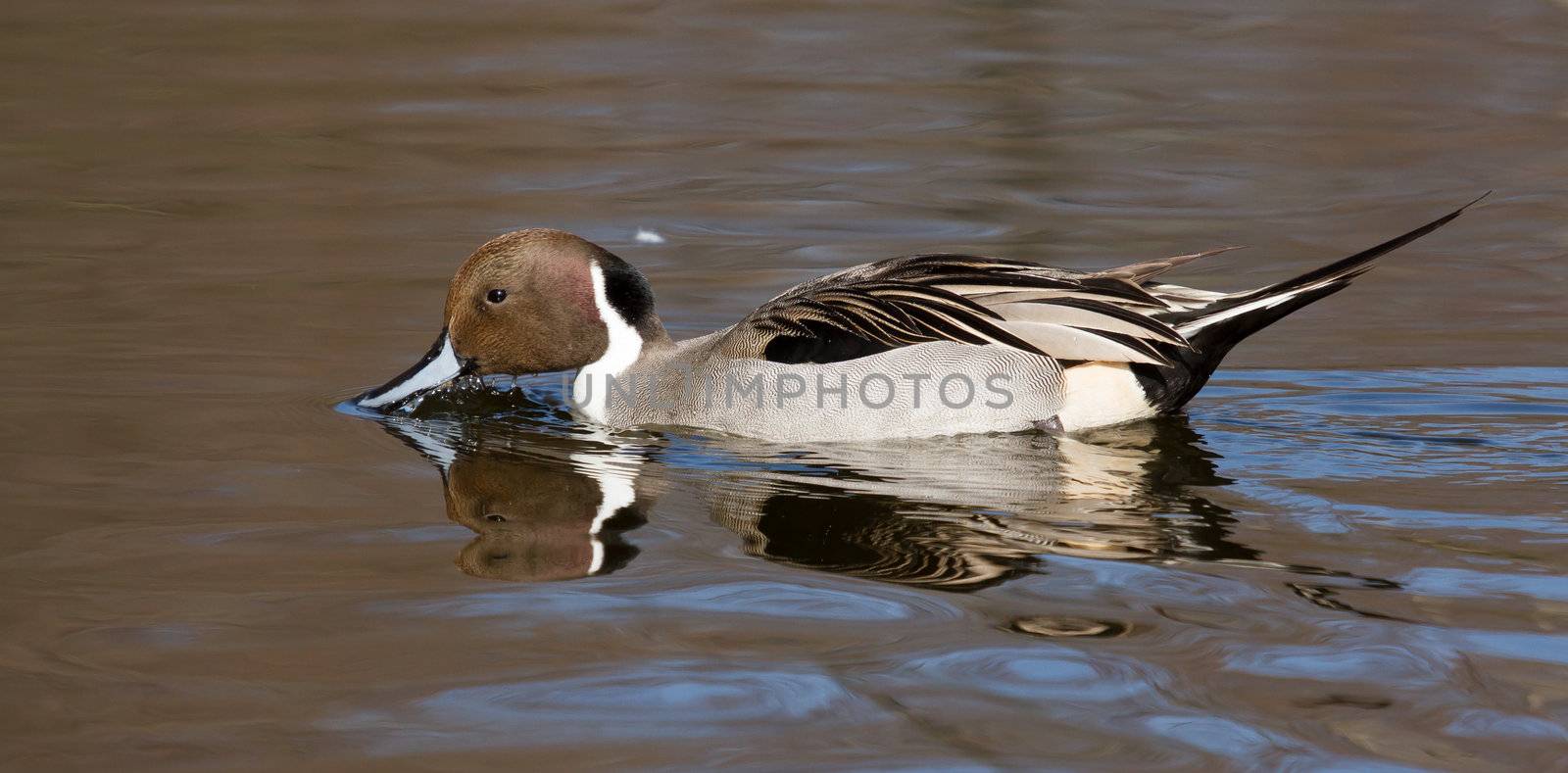 Northern pintail drake swimming in still water