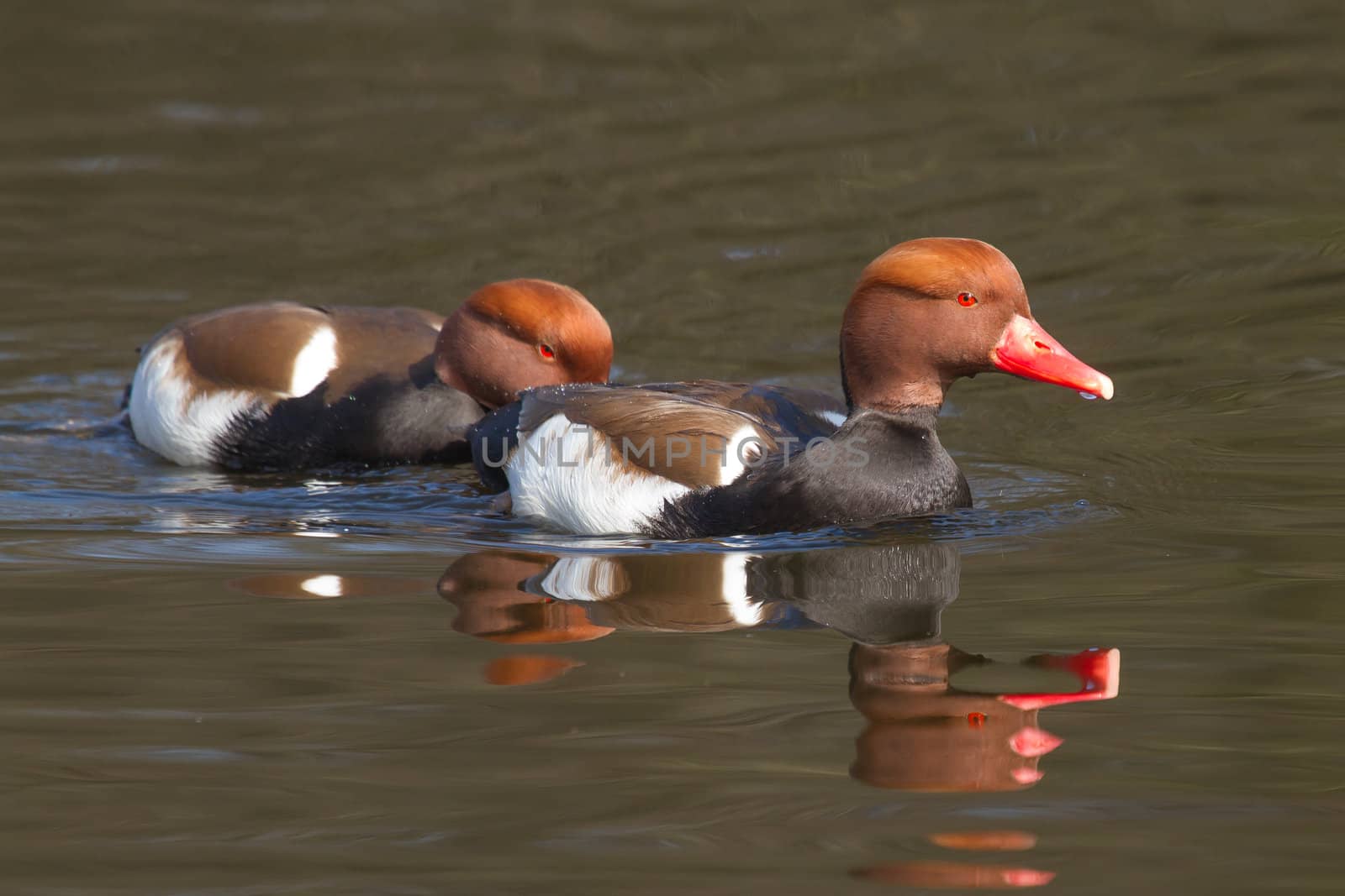 A couple of Red-crested Pochards swimming in a lake