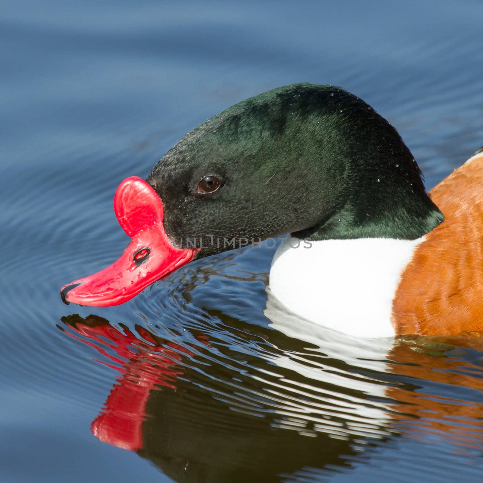 A common Shelduck is swimming in a dutch lake