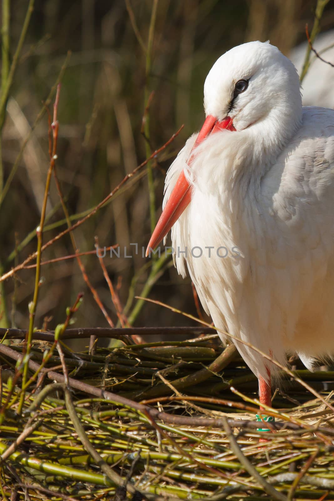 A stork is resting in its nest