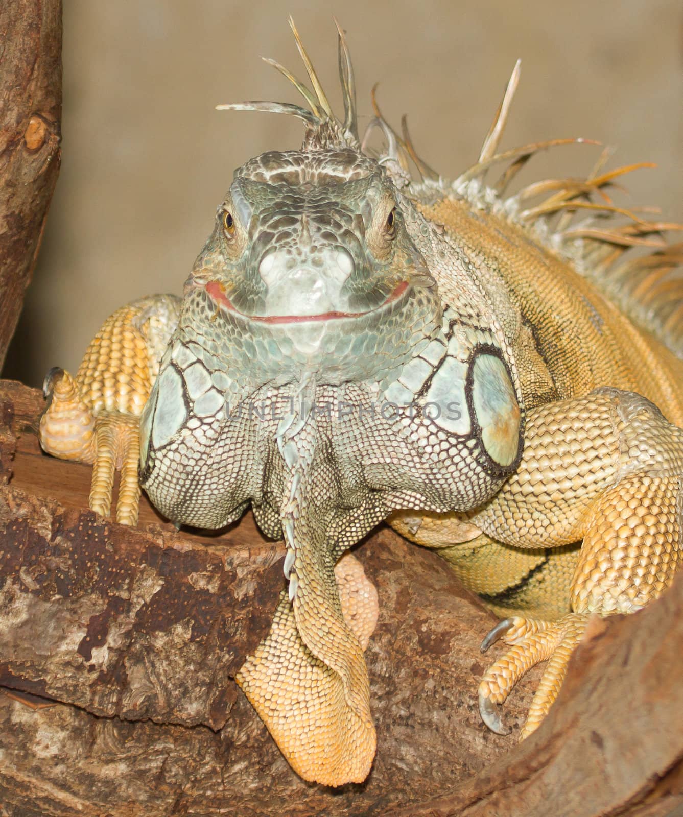 A green iguana in a dutch zoo