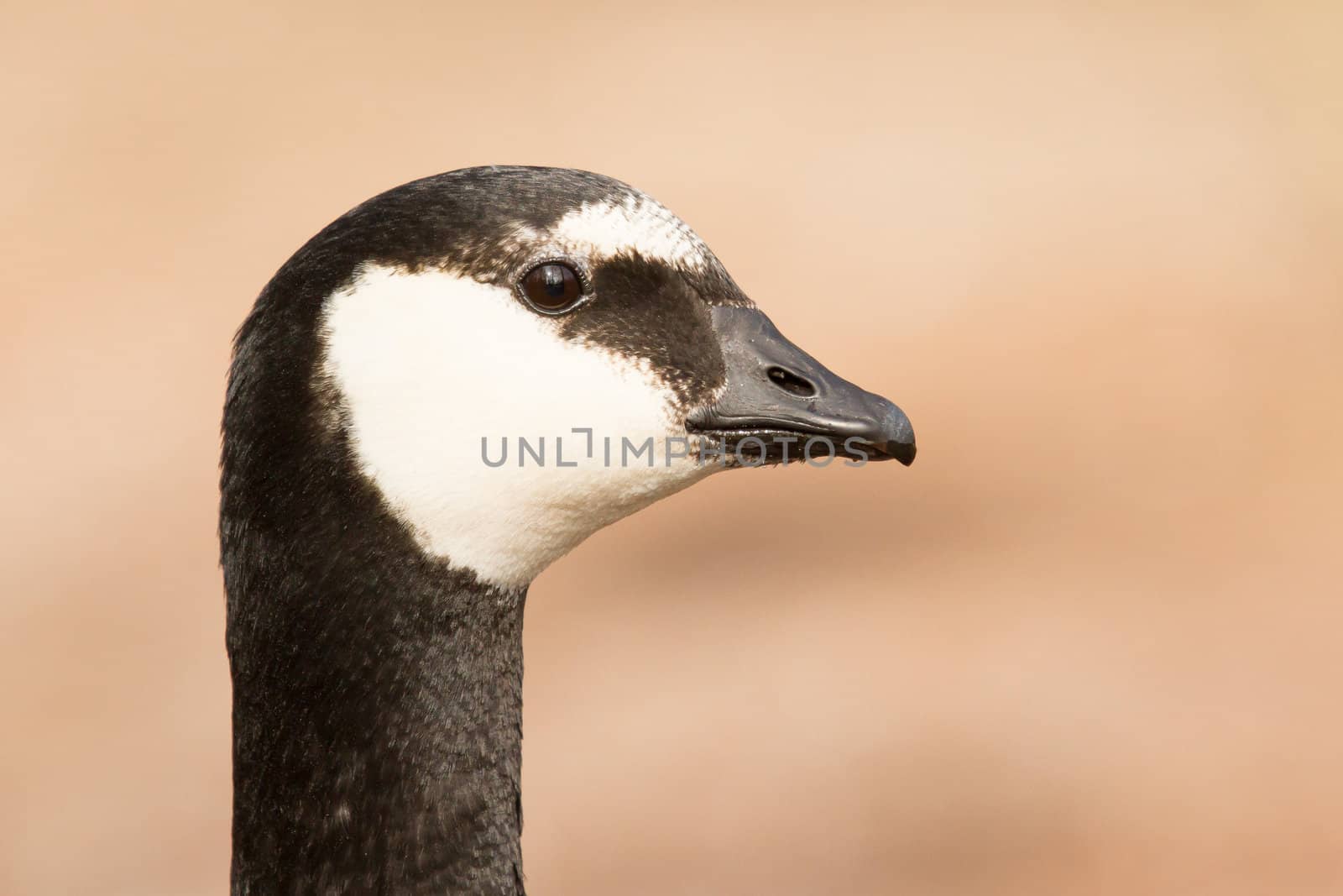 A close-up of a barnacle goose (Holland)