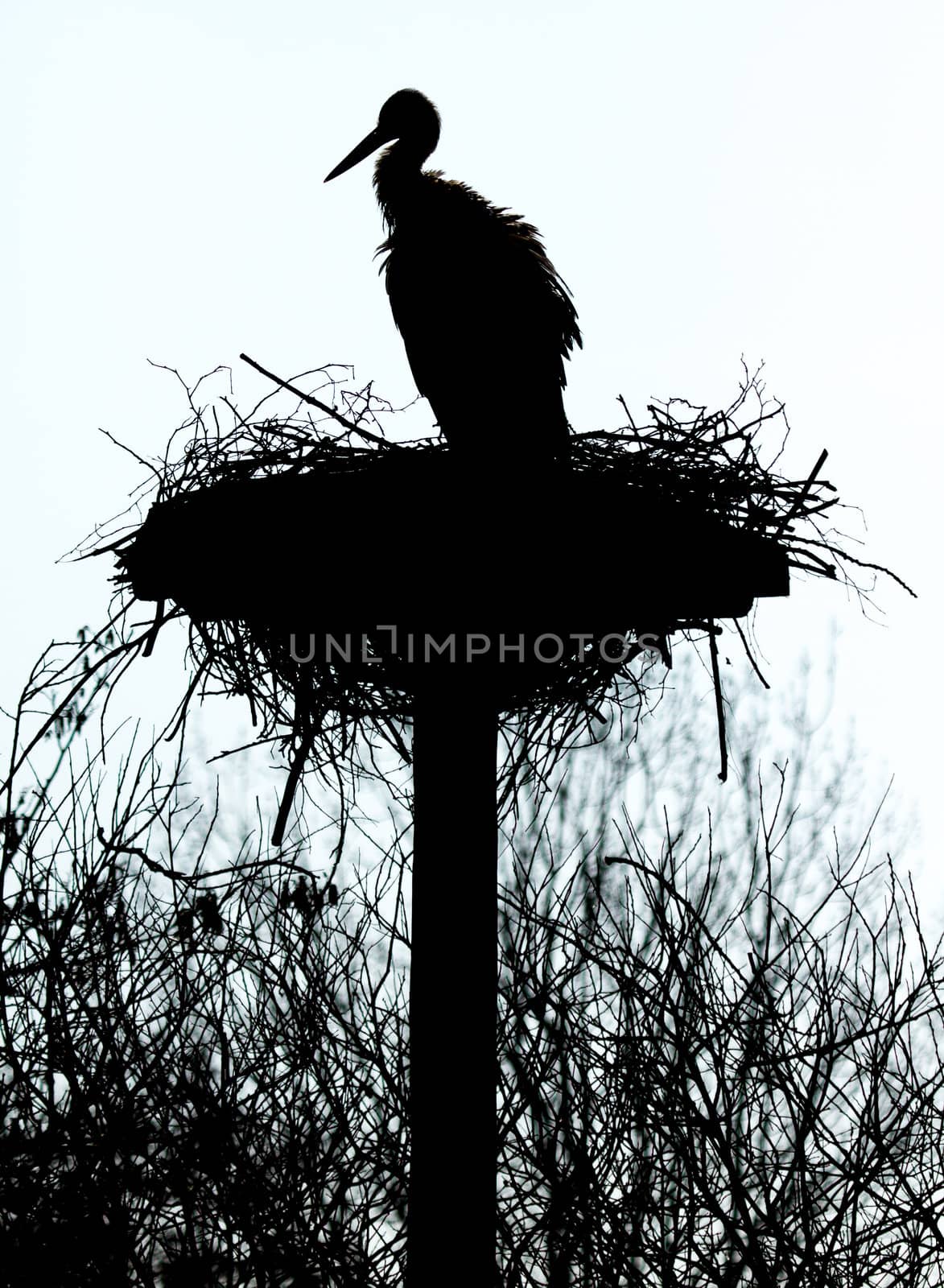 A stork on a nest by michaklootwijk