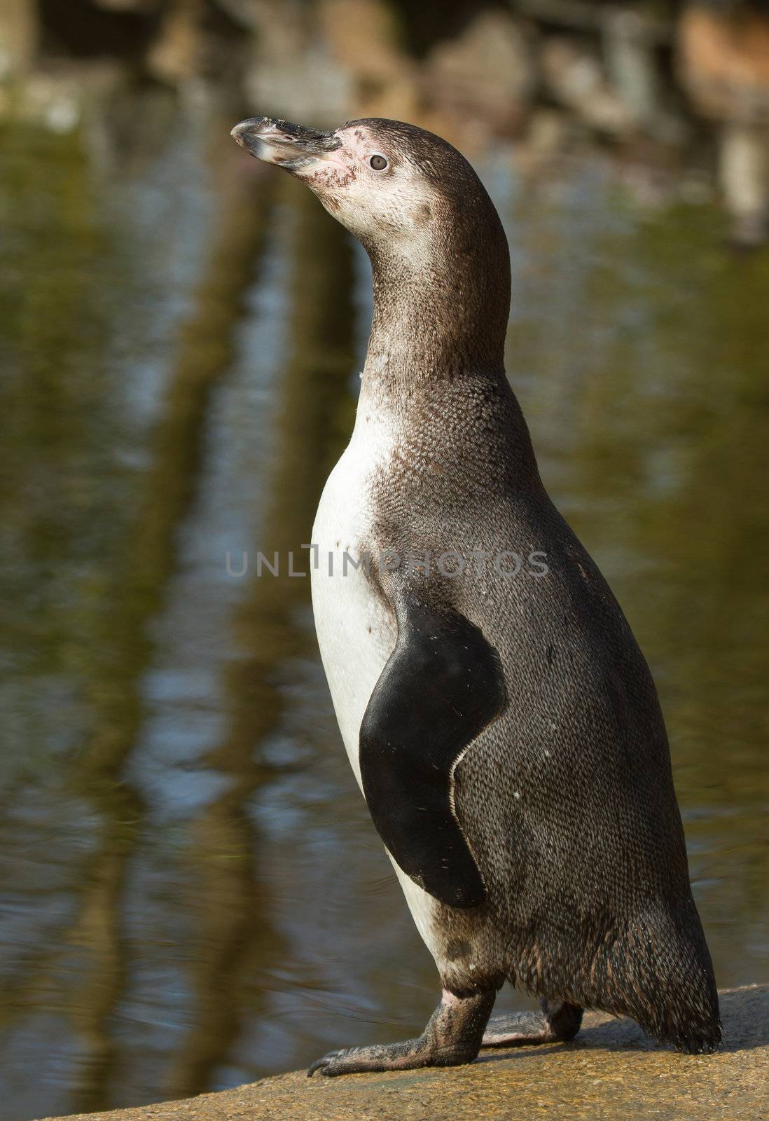 A Humboldt penguin by michaklootwijk