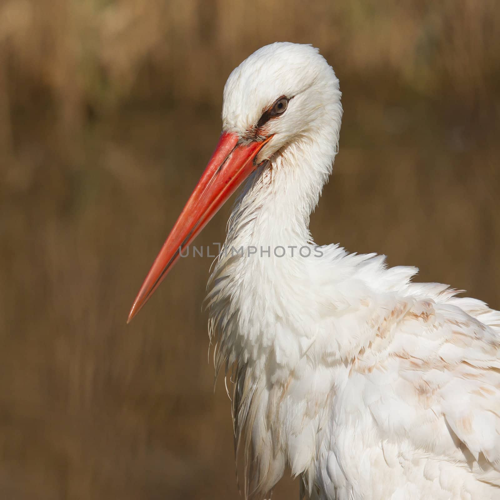 Close-up of a stork by michaklootwijk
