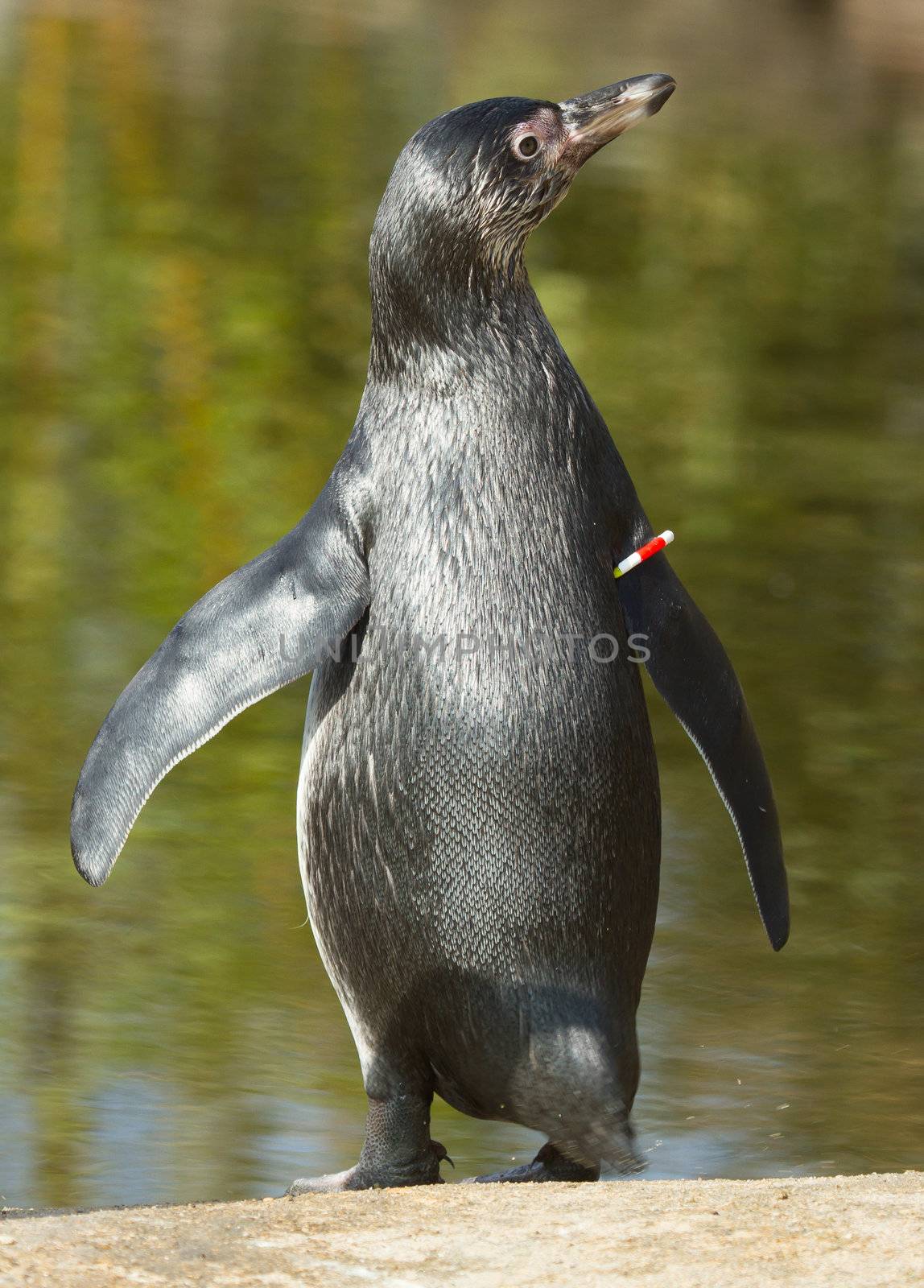 A Humboldt penguin by michaklootwijk