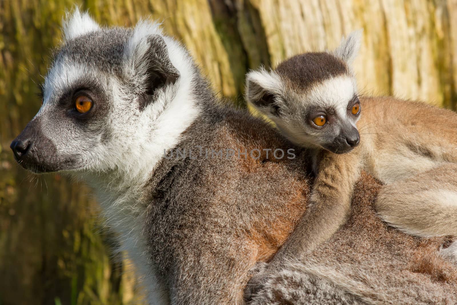 Ring-tailed lemur (Lemur catta)  by michaklootwijk