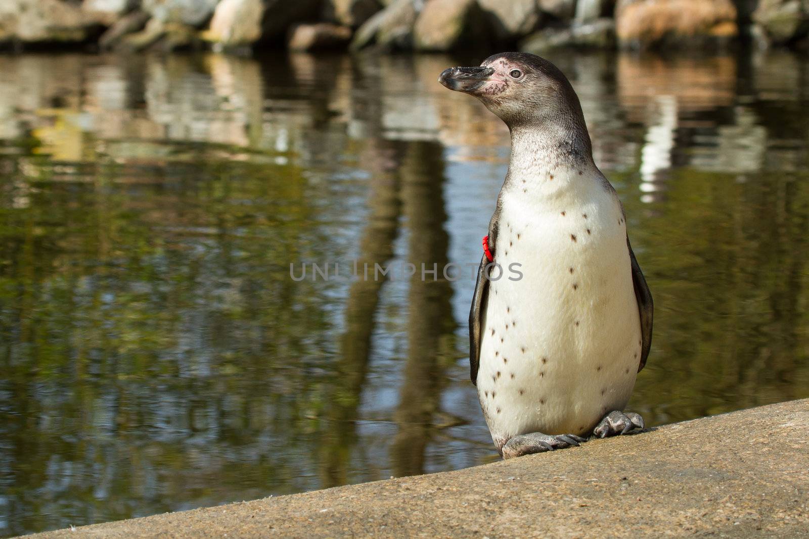 A Humboldt penguin in a dutch zoo