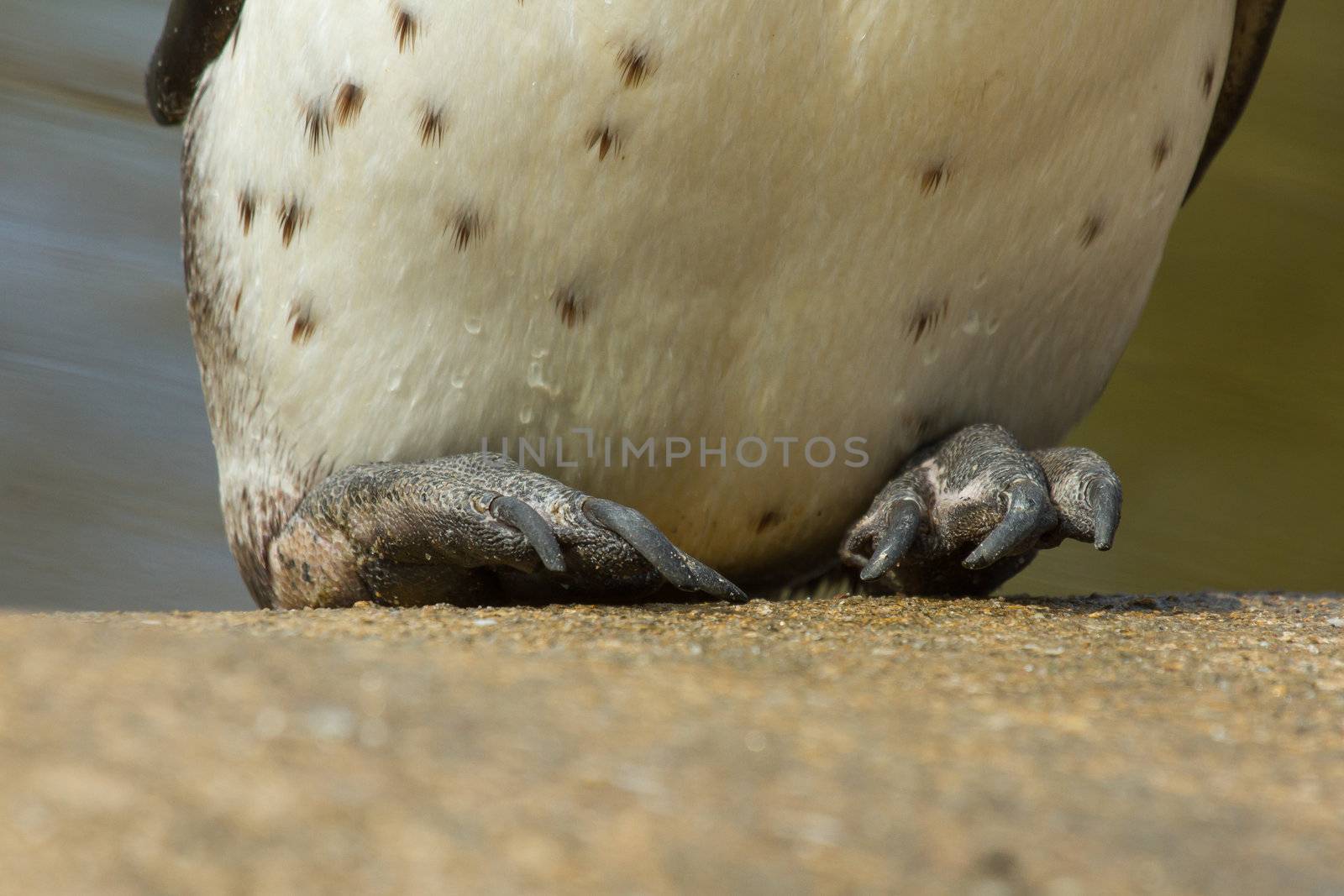 The feet of a Humboldt penguin by michaklootwijk