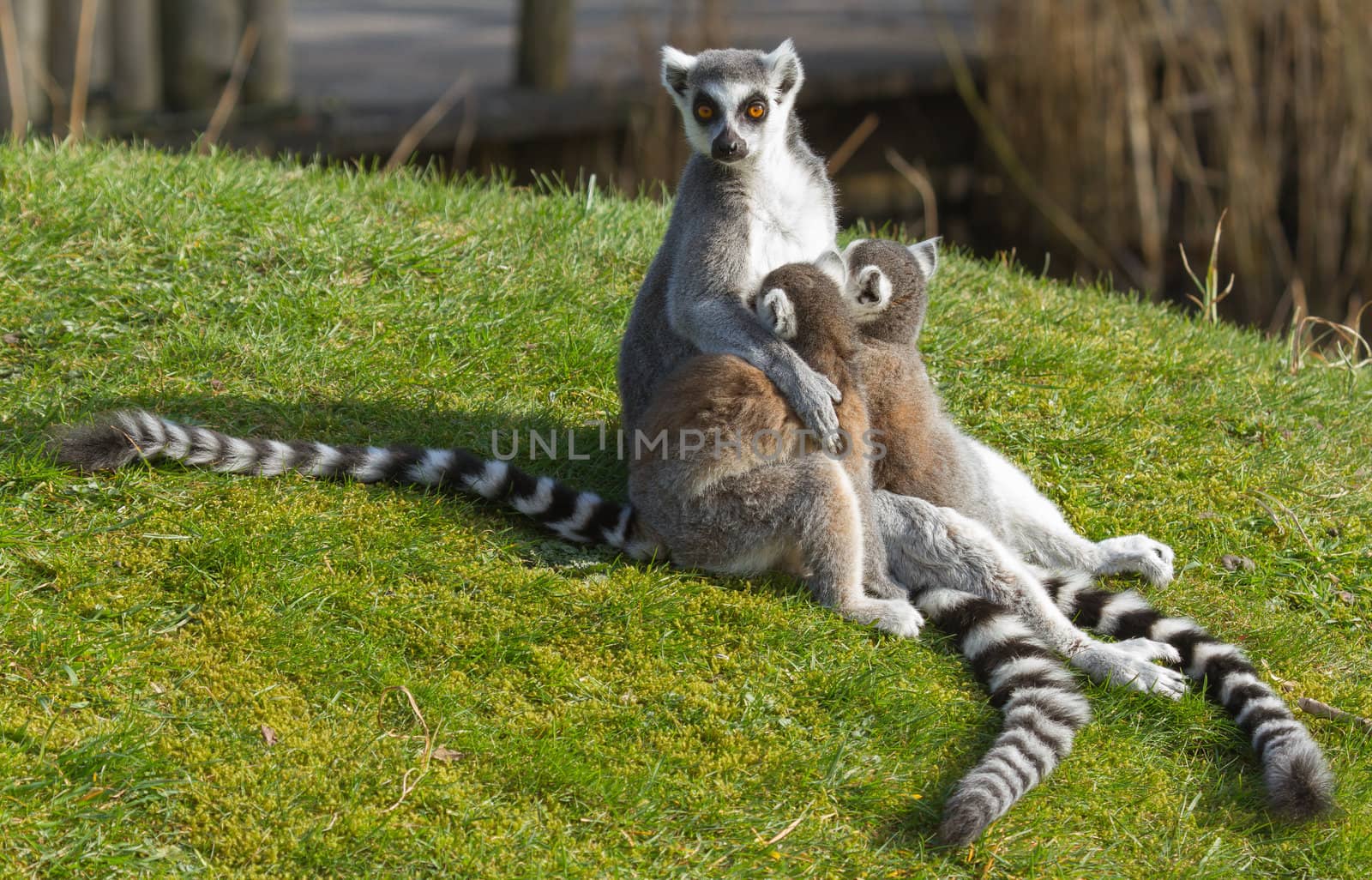 Ring-tailed lemur (Lemur catta)  by michaklootwijk