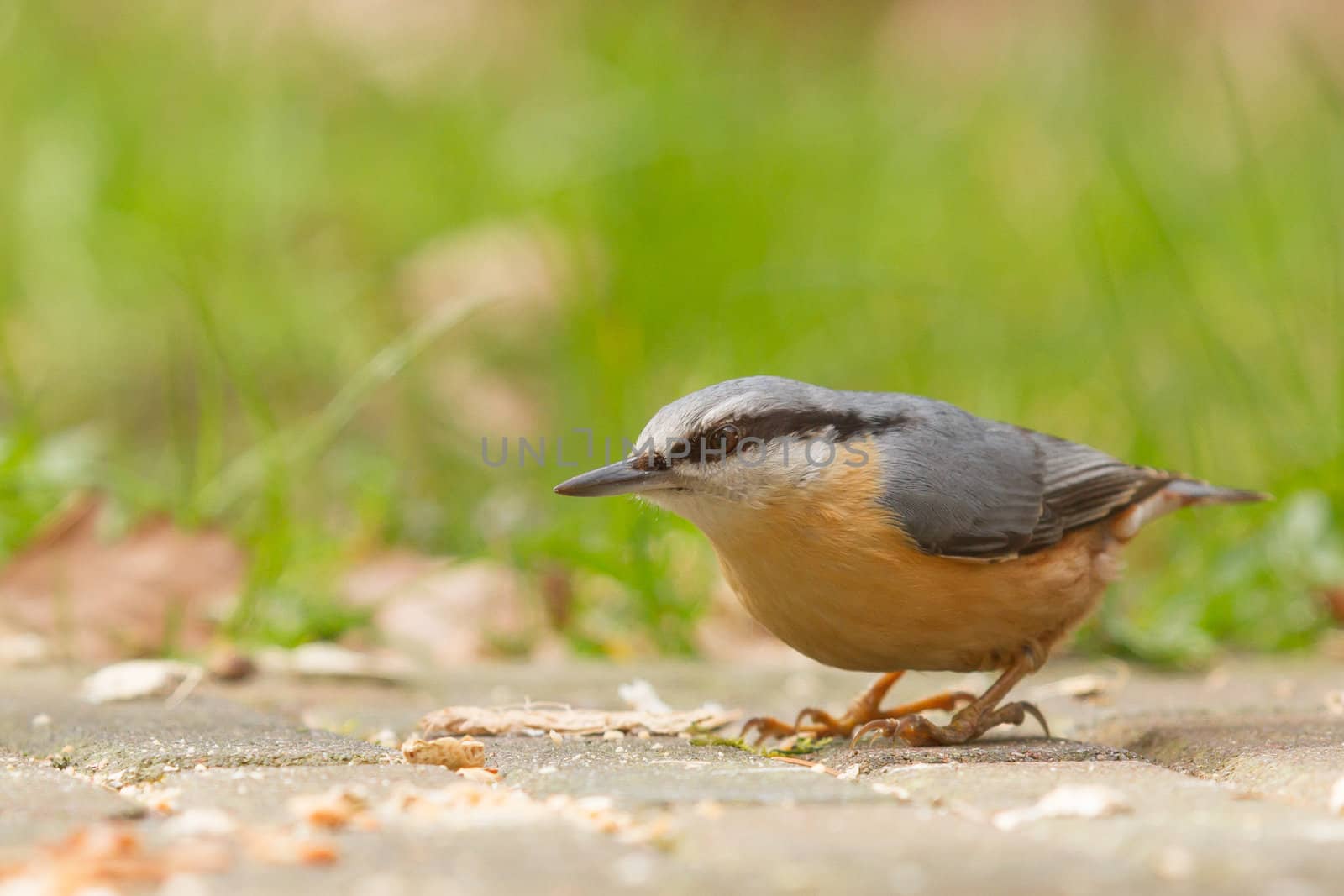 A Nuthatch on the ground by michaklootwijk