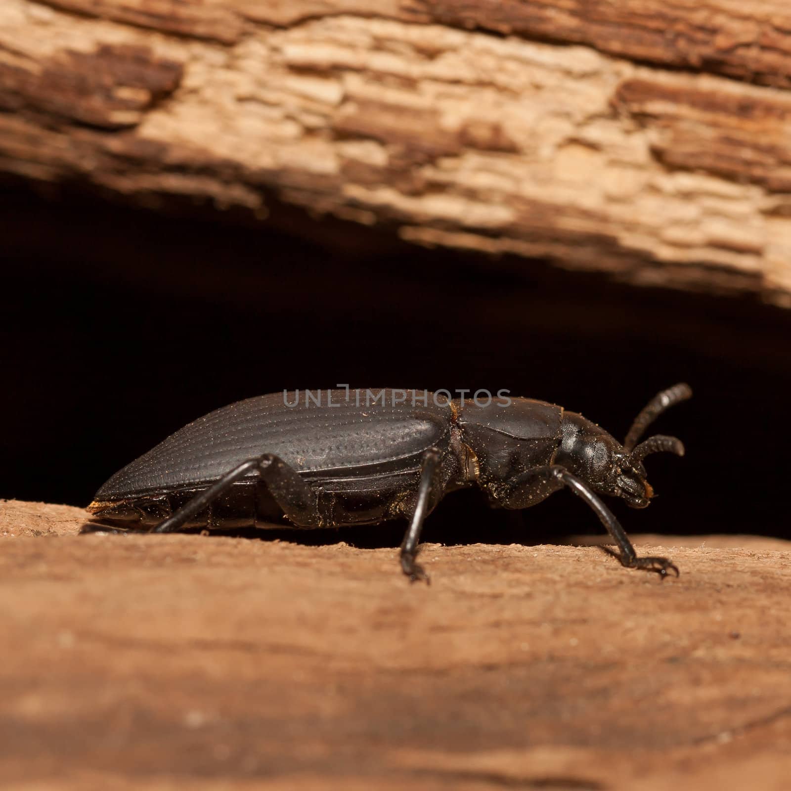 A close-up of a black beetle (Holland)