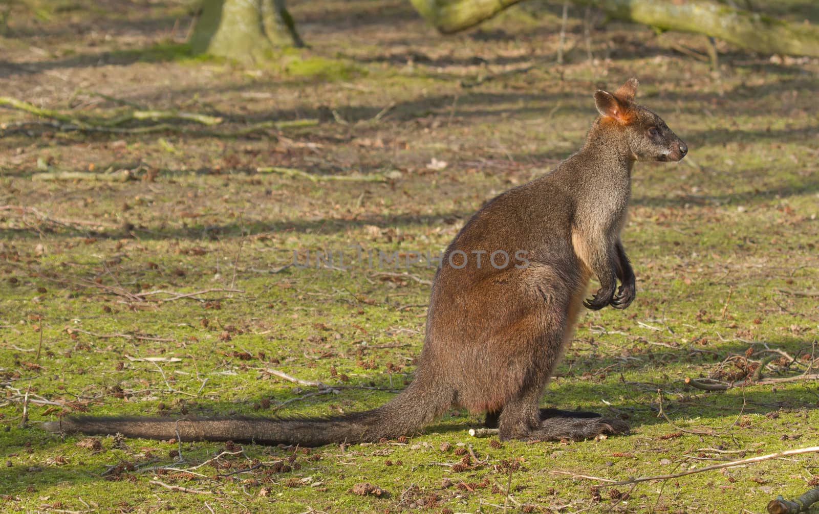 Close-up swamp wallaby by michaklootwijk