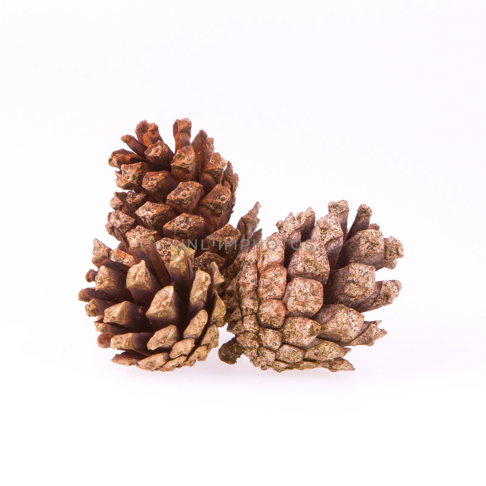 A few pine cones by michaklootwijk
