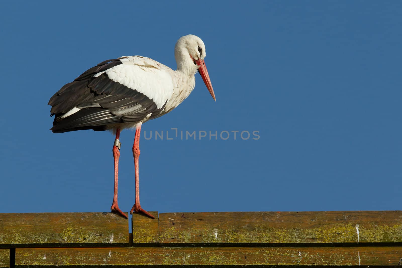 A stork on a roof in a dutch zoo