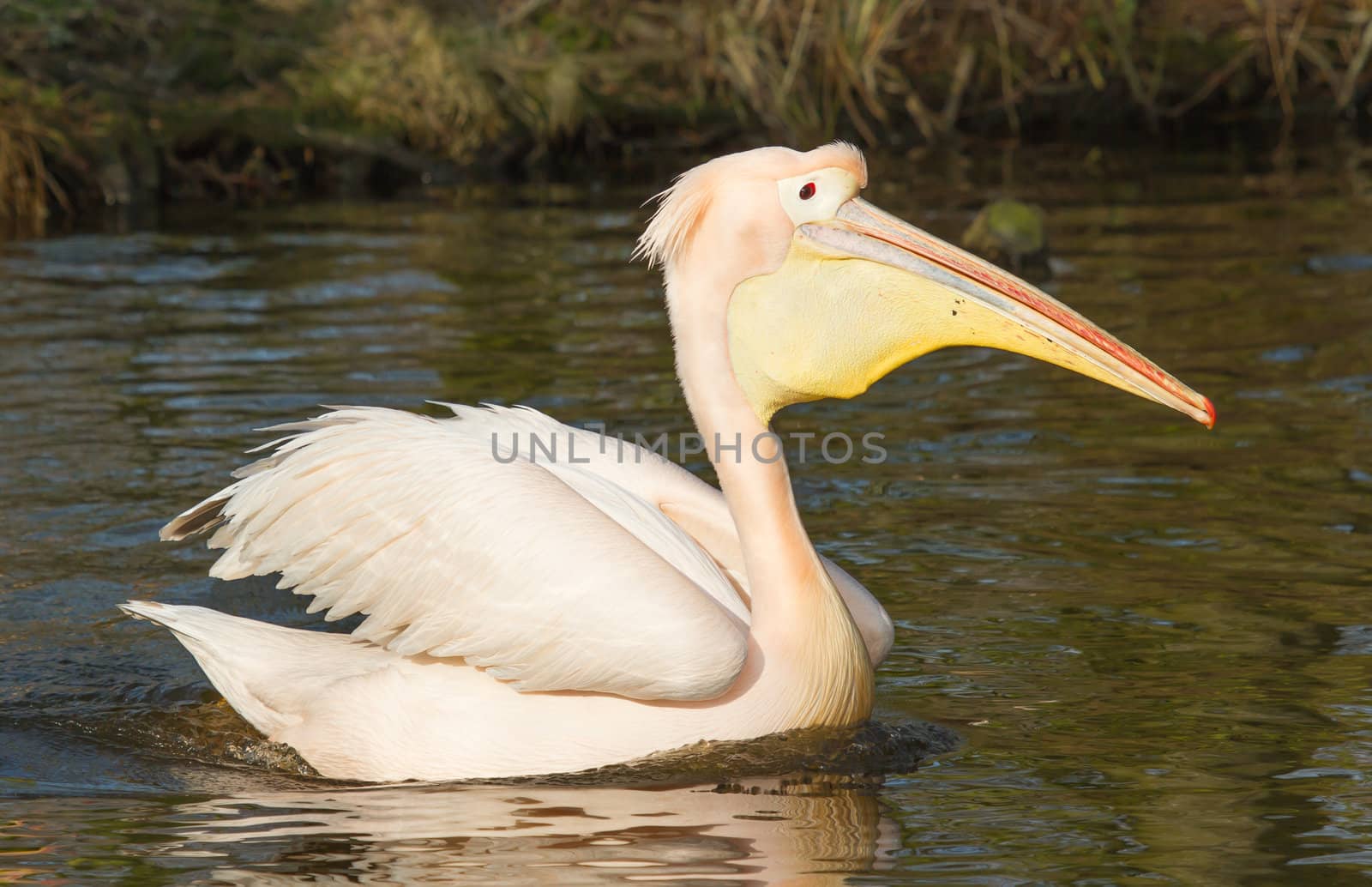 A swimming pelican  by michaklootwijk