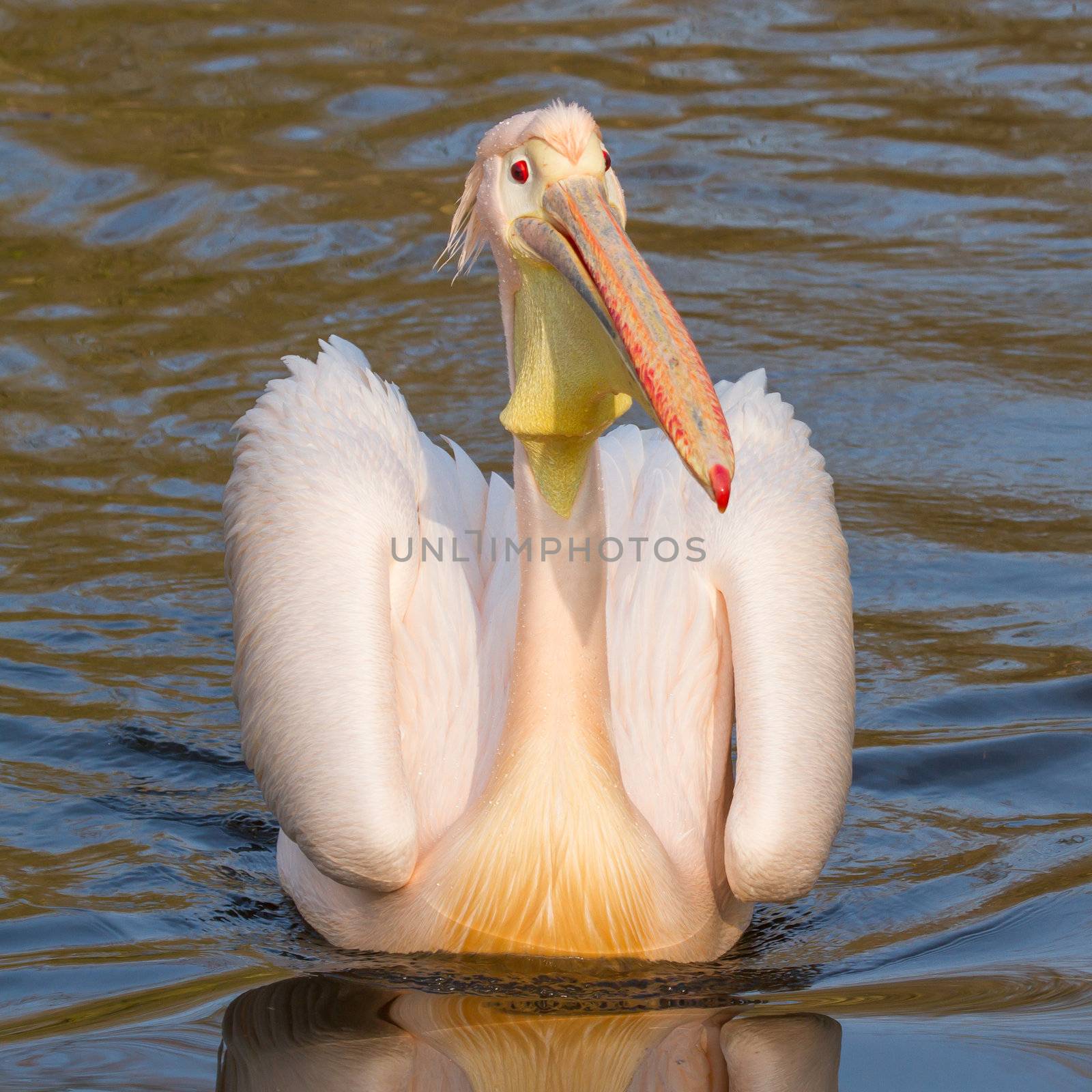 A swimming pelican  by michaklootwijk