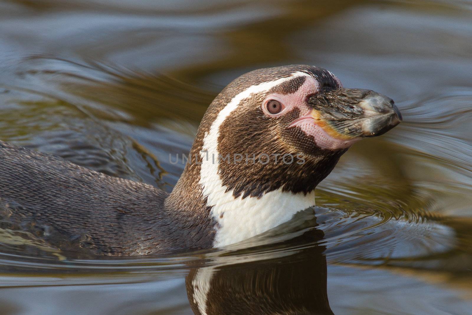A swimming Humboldt penguin by michaklootwijk