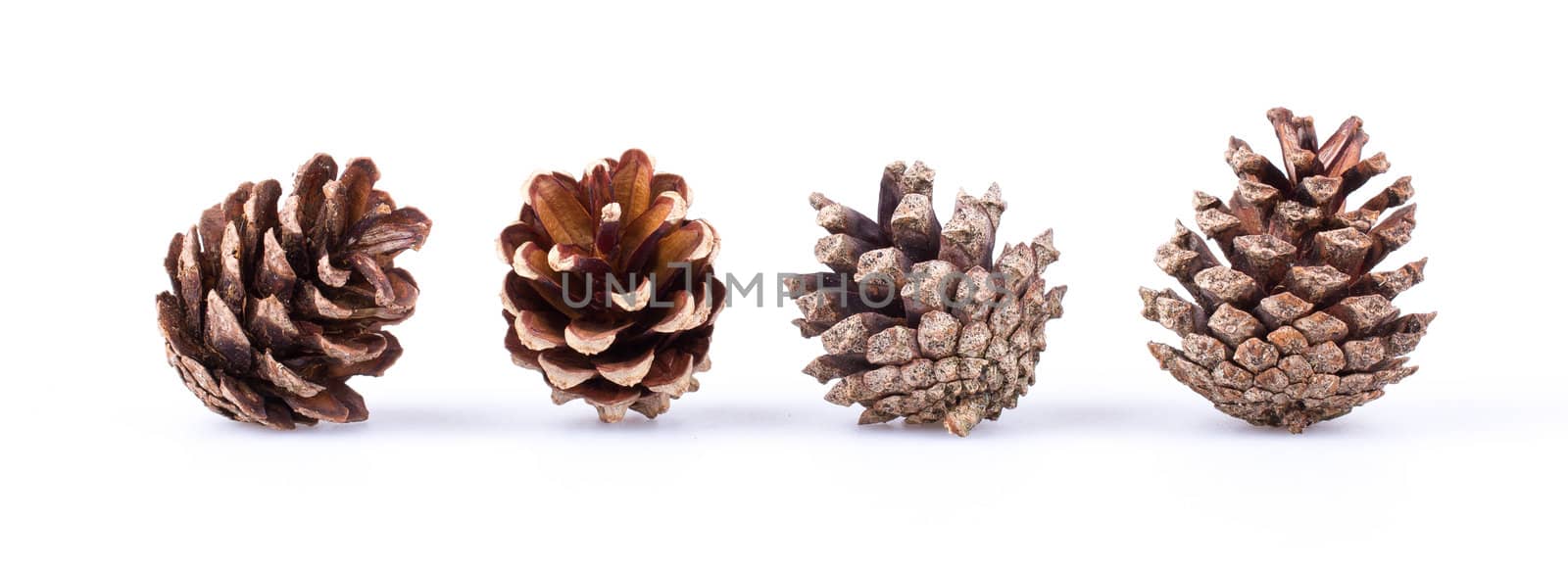 Pine cones isolated on white by michaklootwijk