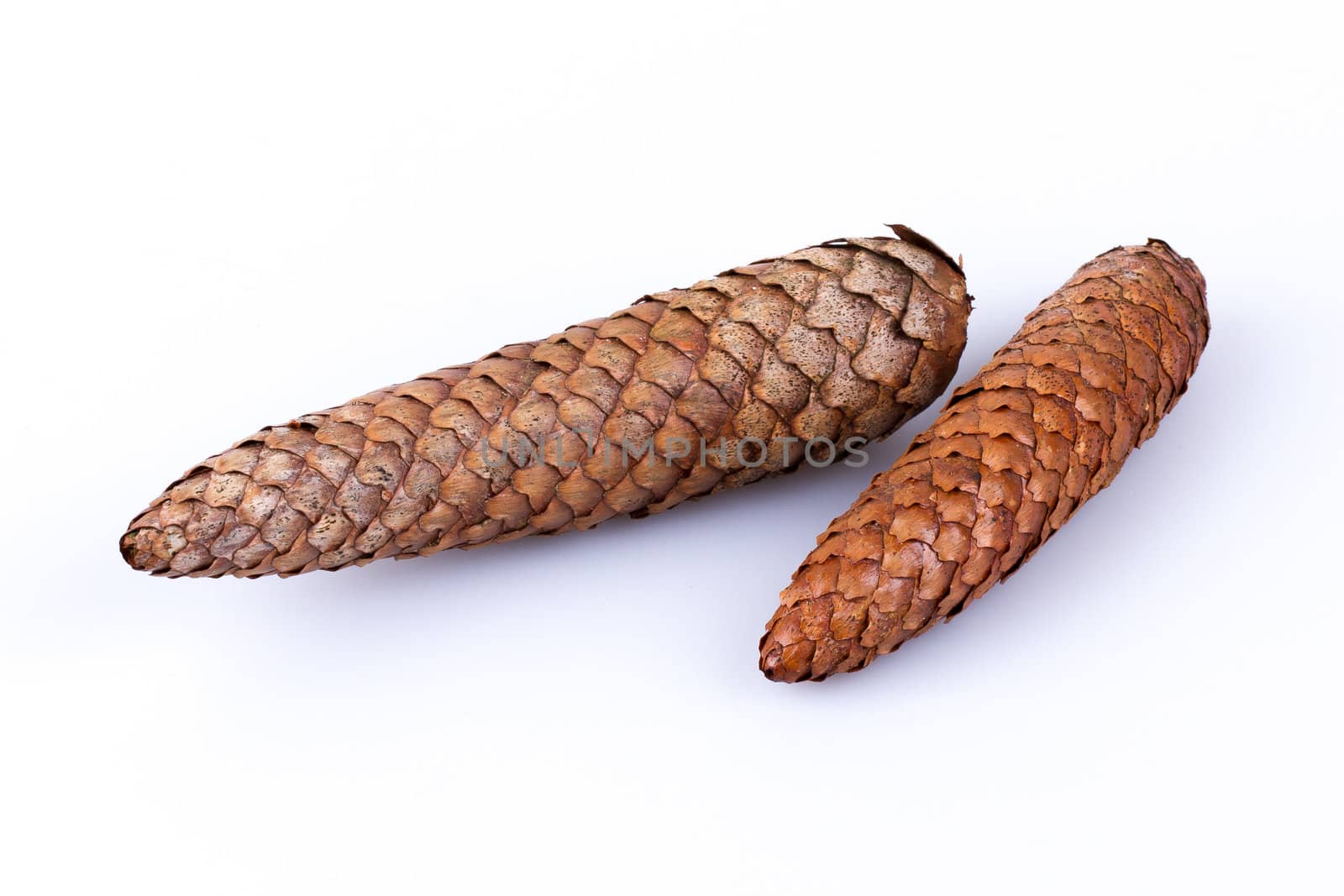 Two pine cones isolated on a white background