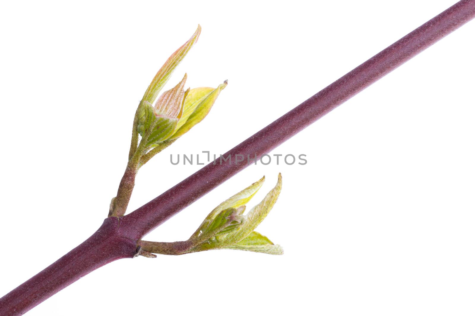 Tree in the spring (on a white background)