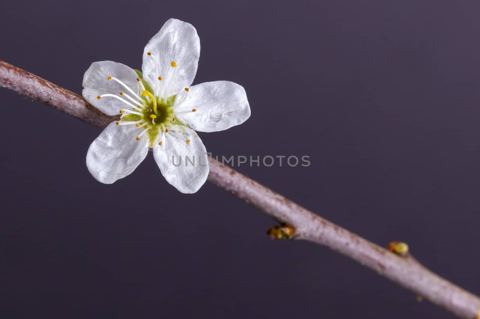 Flower in a tree on a grey background (spring)