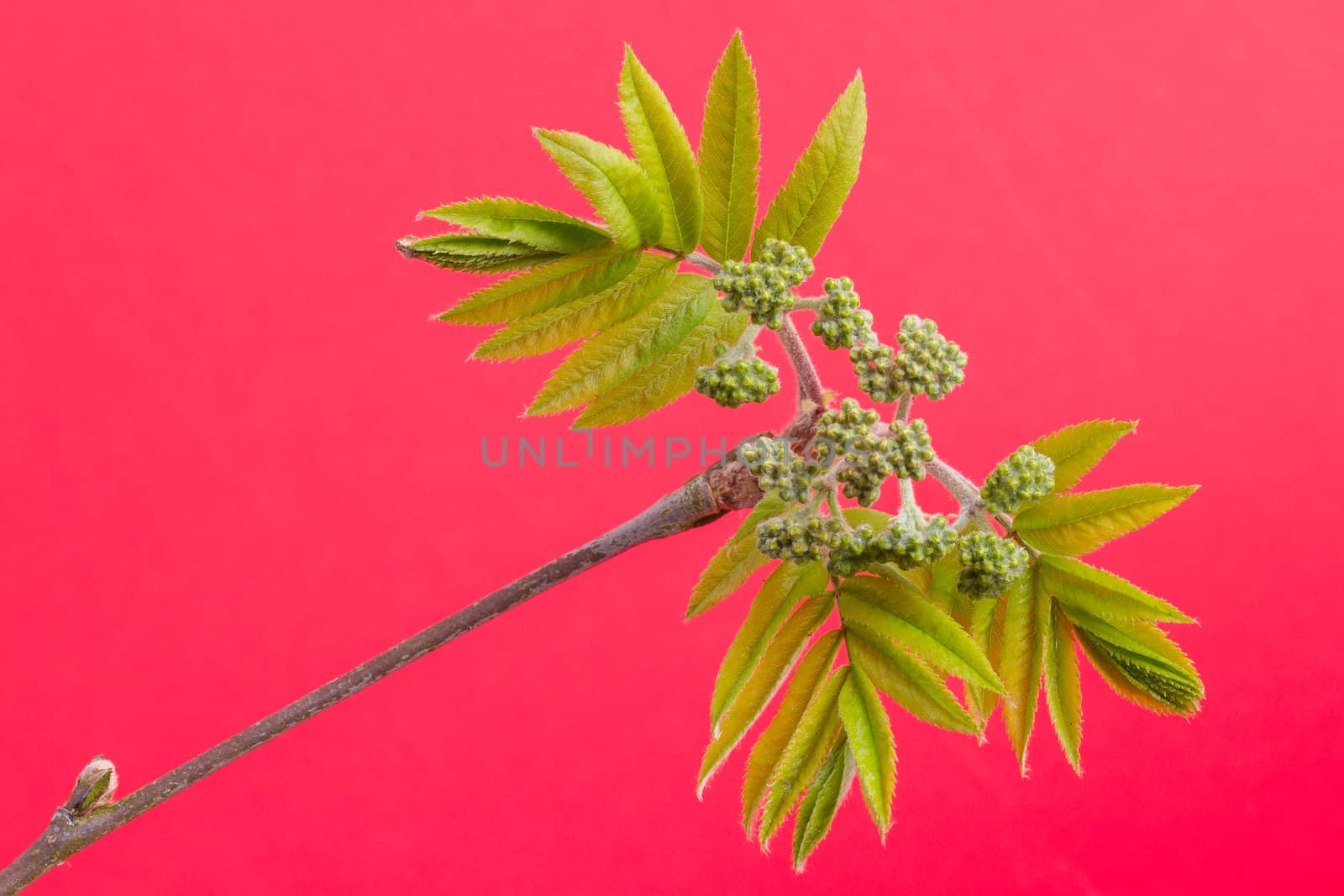 Tree in the spring (on a red background)