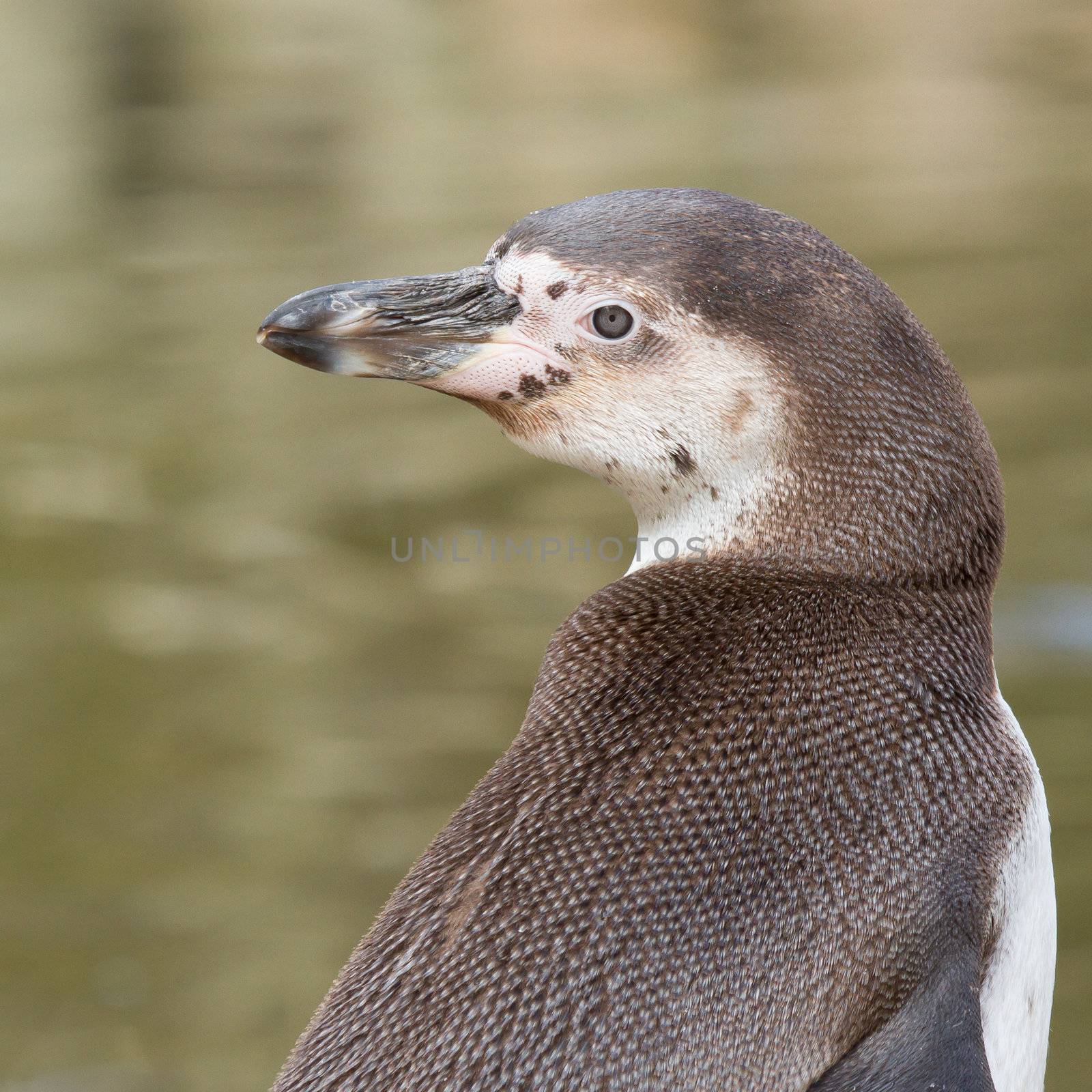 A Humboldt penguin in a dutch zoo