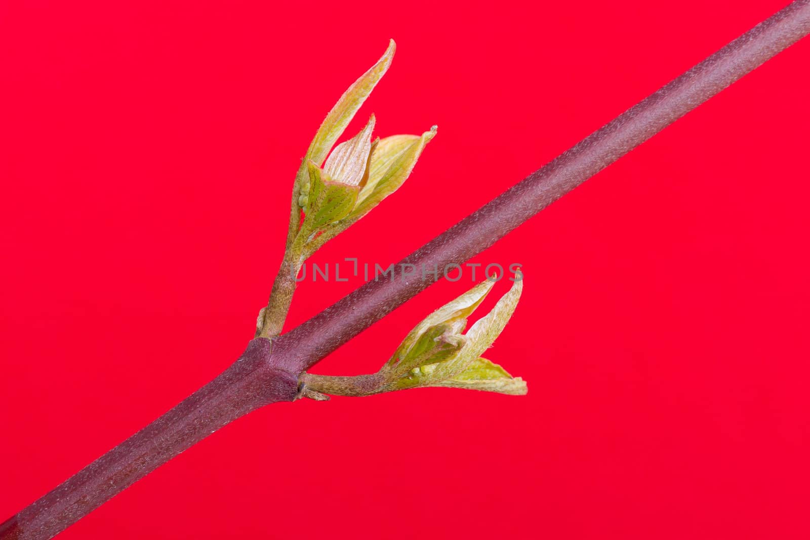 Tree in the spring (on a red background)