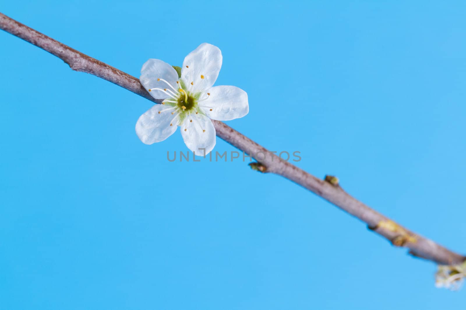 Flower in a tree on a blue background (spring)