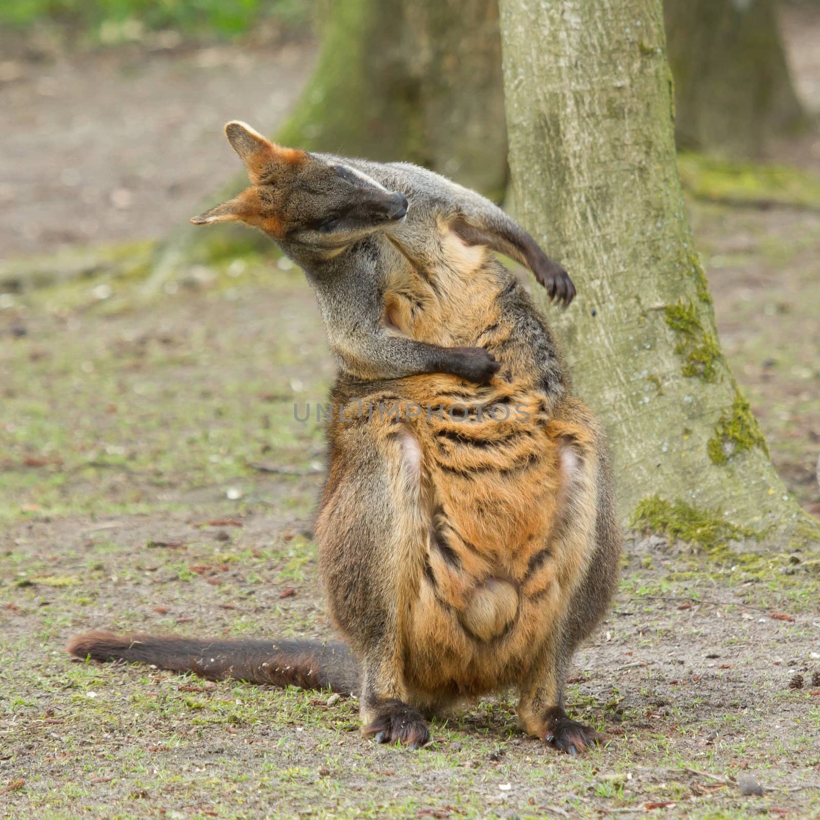 Close-up swamp wallaby in a dutch zoo