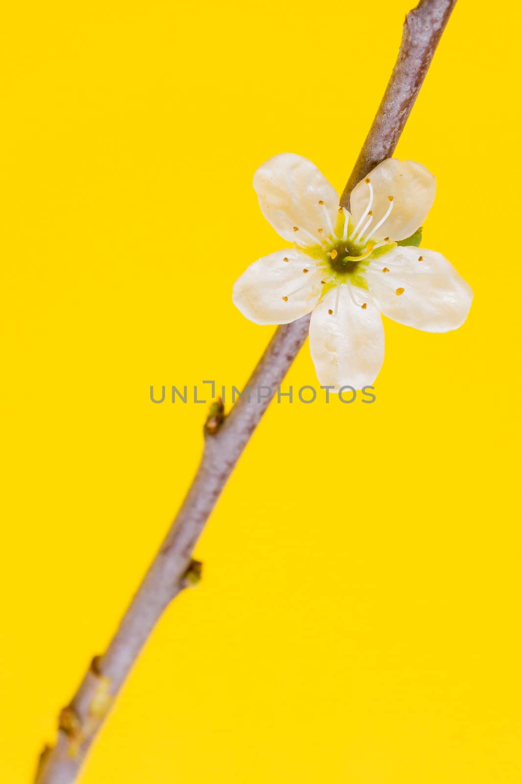 Flower in a tree on a yellow background (spring)