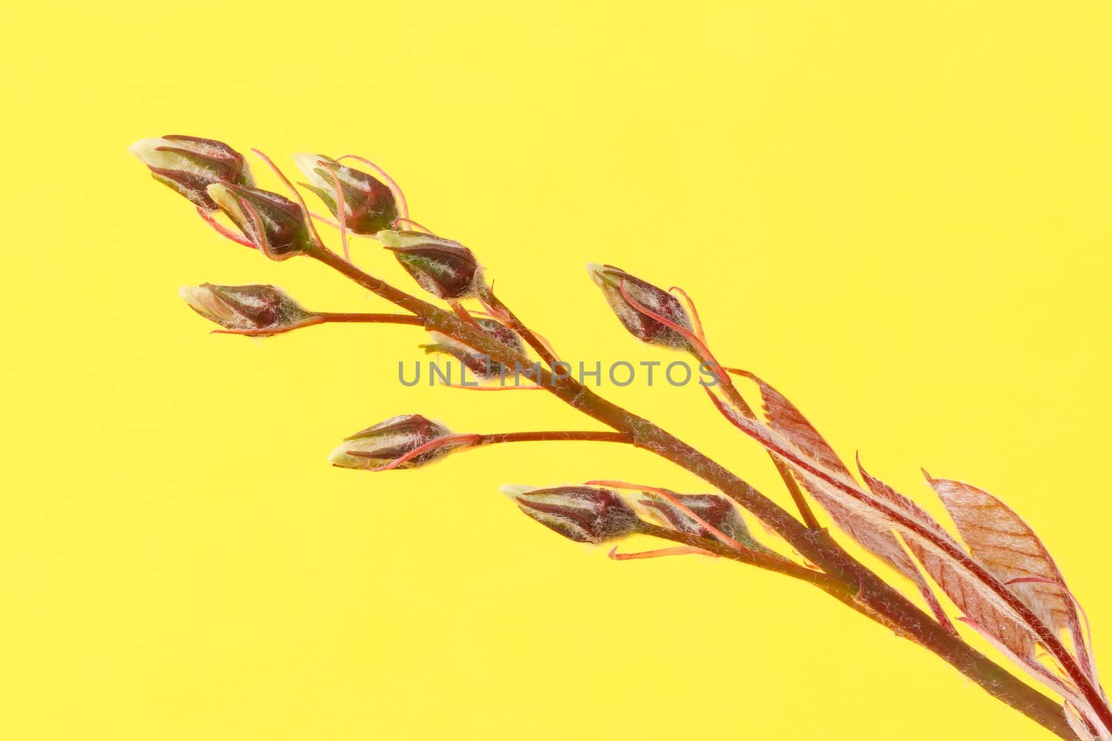 Tree in the spring (on a yellow background)