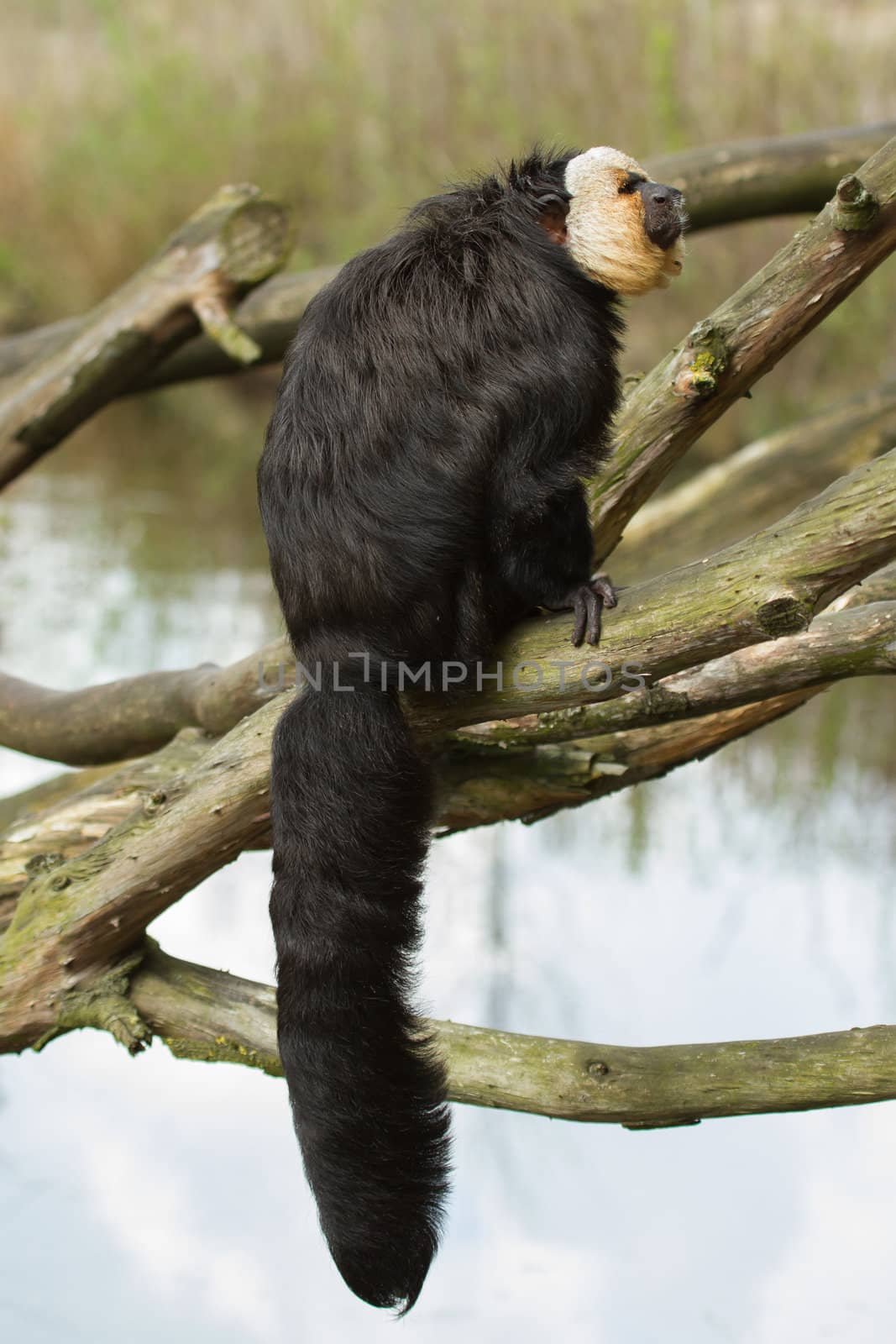 White-faced Saki (Pithecia pithecia) or also known as Golden-face saki monkey in a dutch zoo