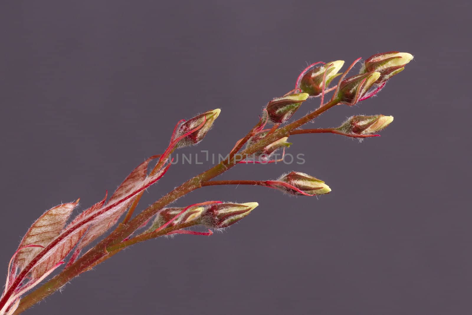 Tree in the spring (on a grey background)