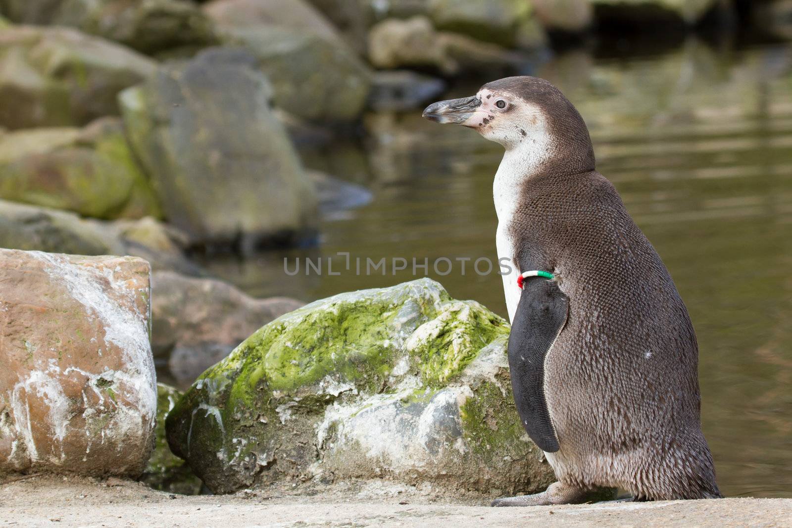 A Humboldt penguin in a dutch zoo