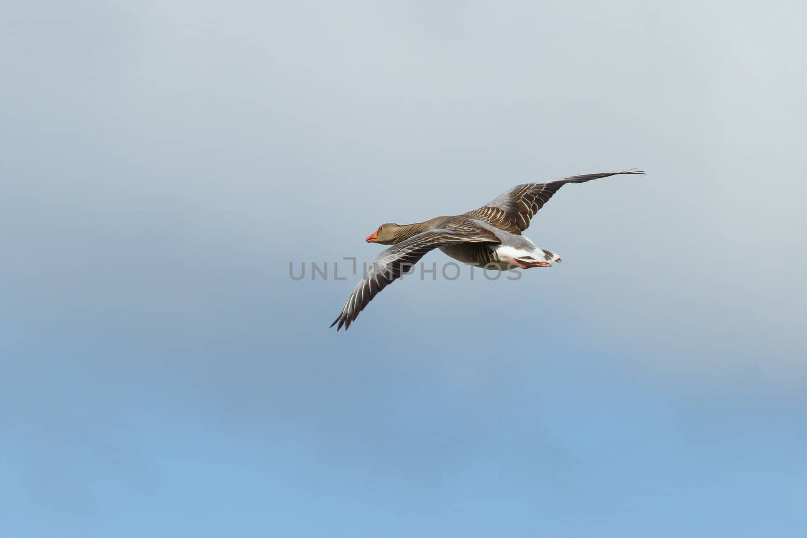 A greylag goose in flight (Schiermonnikoog, Holland)
