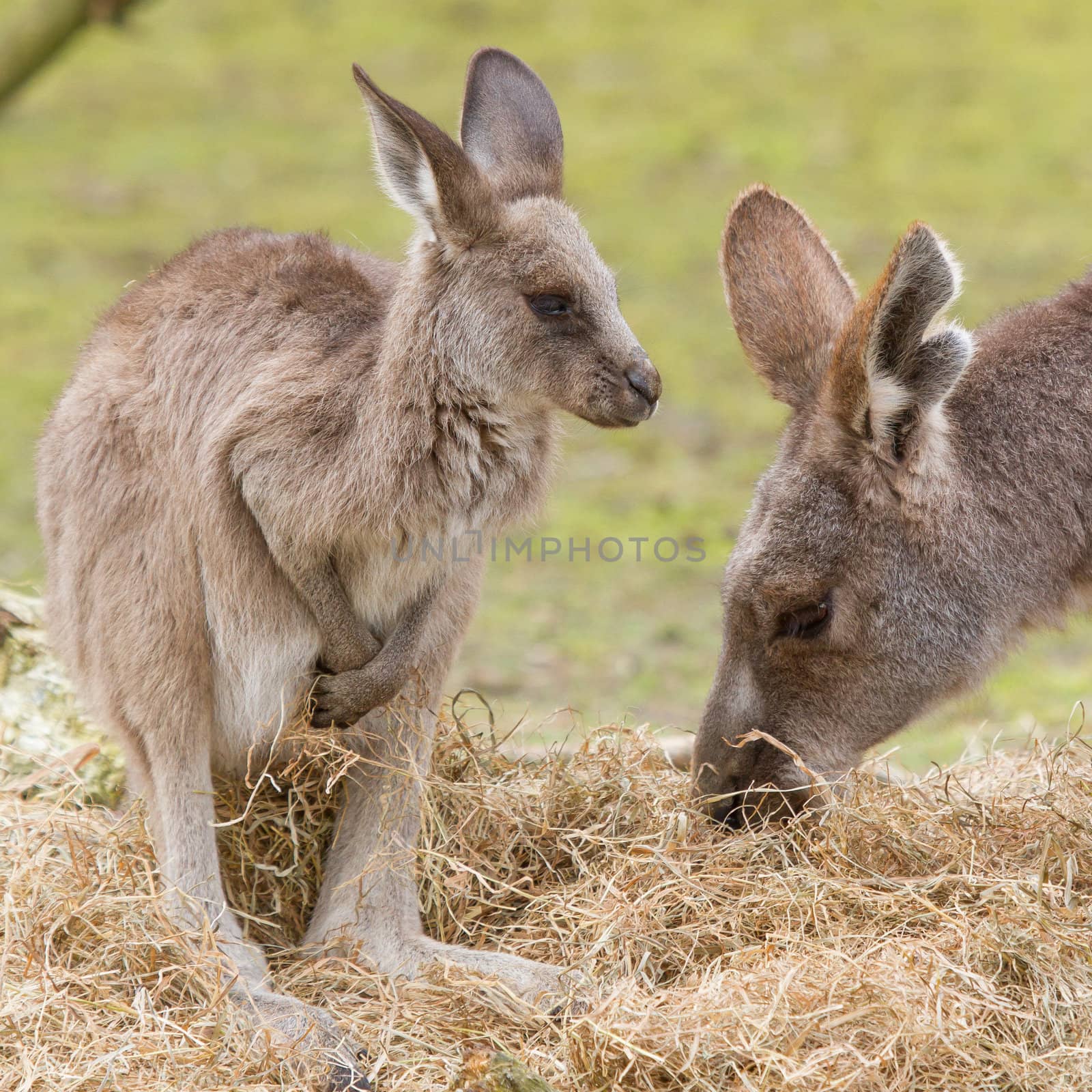 Two kangaroos (adult and young one) in a dutch zoo