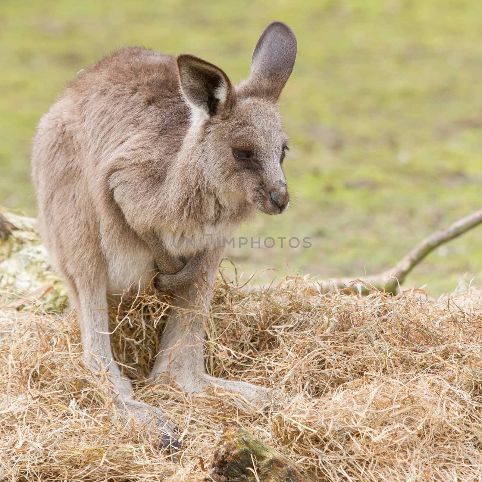 A young kangaroo  in a dutch zoo