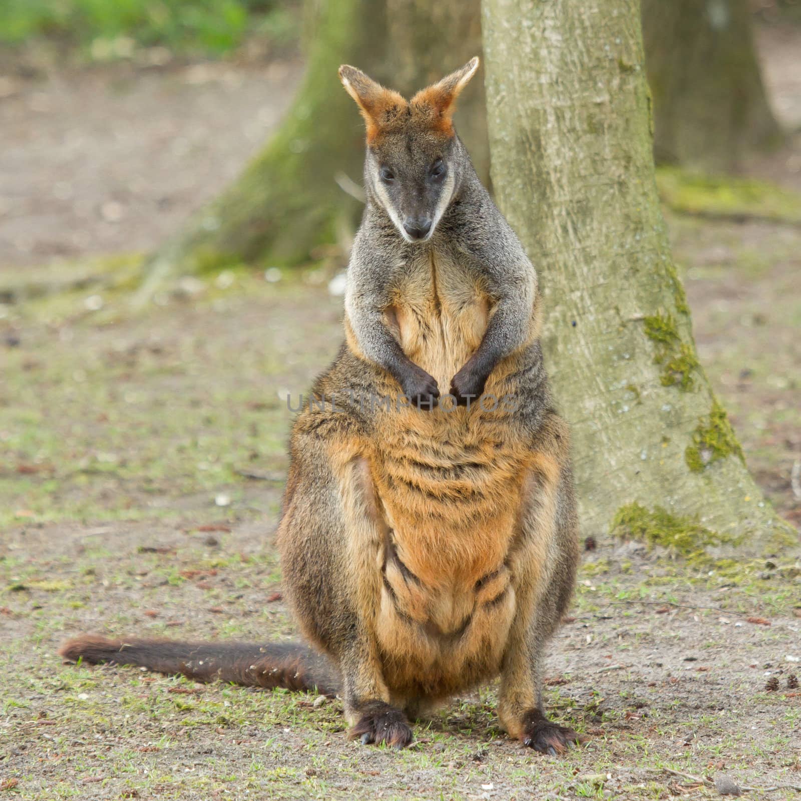 Close-up swamp wallaby in a dutch zoo