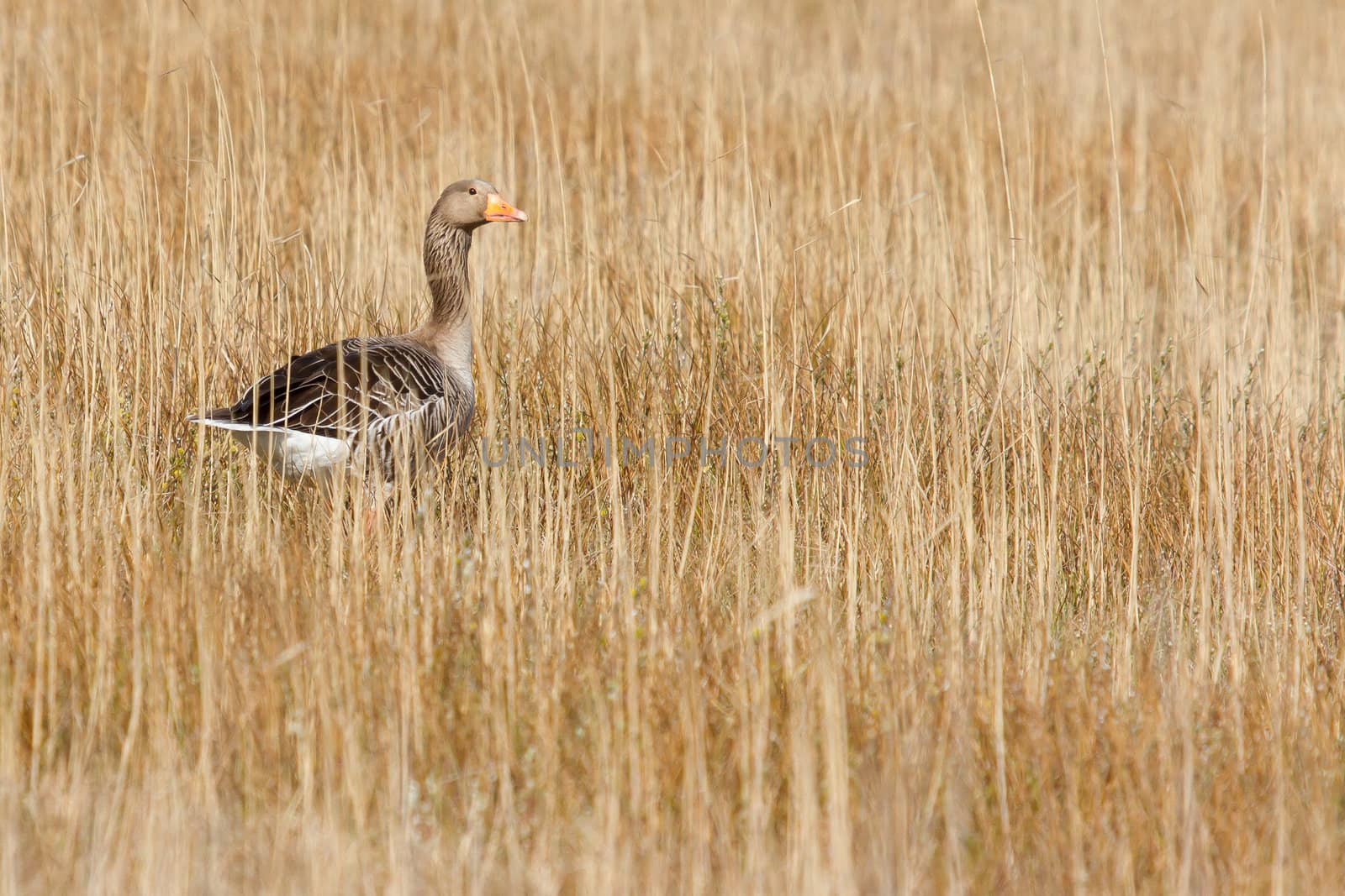 A greylag goose is hiding in the reeds