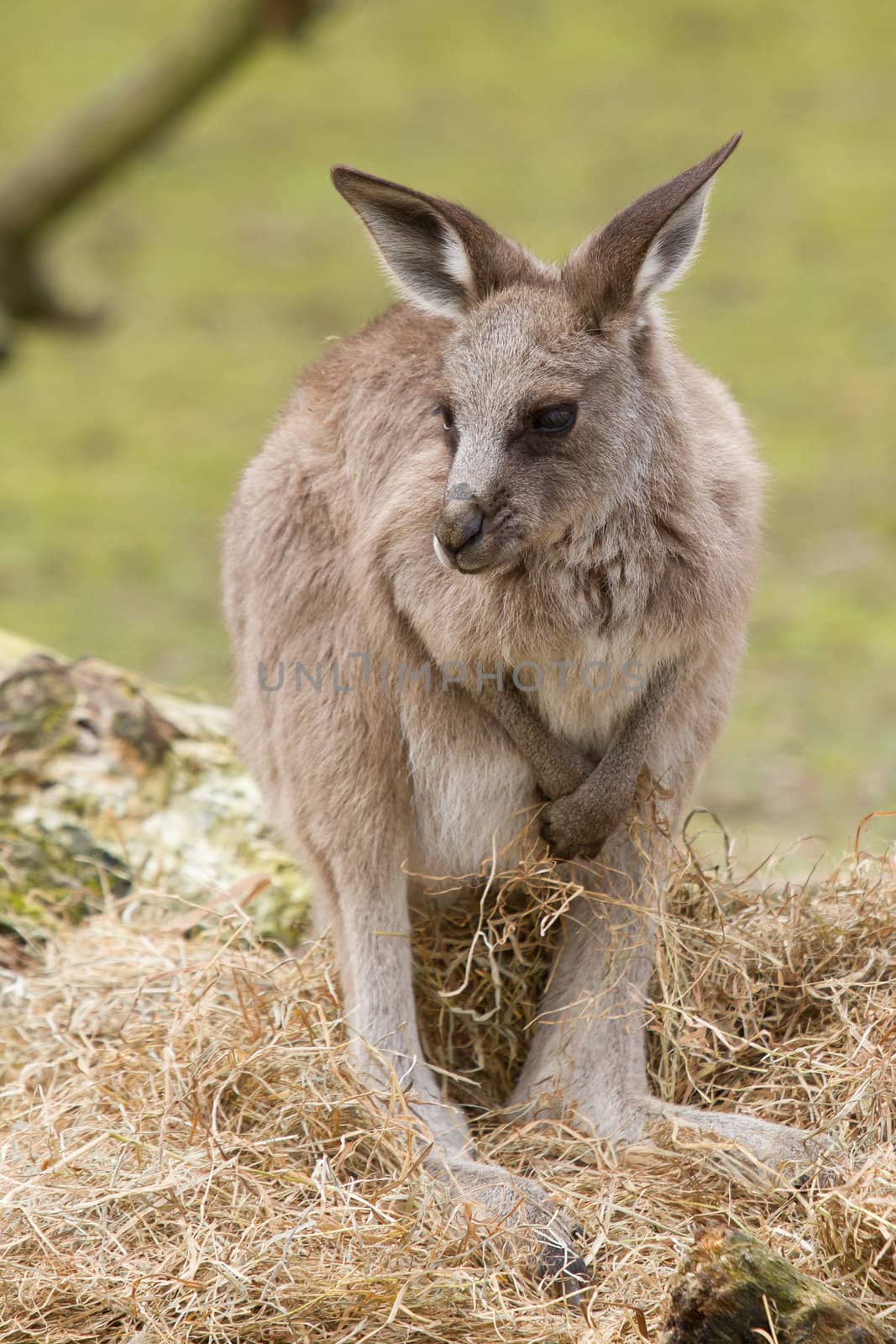 A young kangaroo  in a dutch zoo